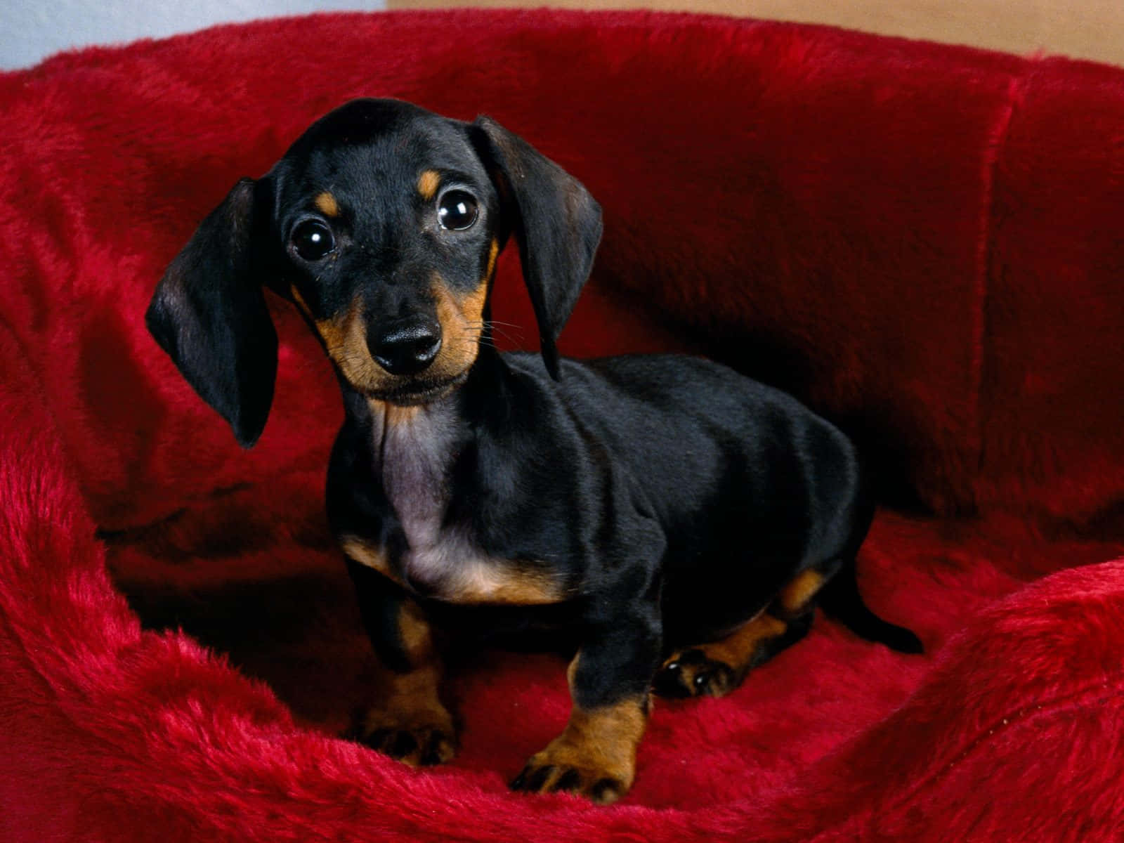Dachshund Puppy 桌布 壁紙 — 一隻黑褐色臘腸狗幼犬，大眼睛，警覺地坐在一張毛絨紅色的狗床上。