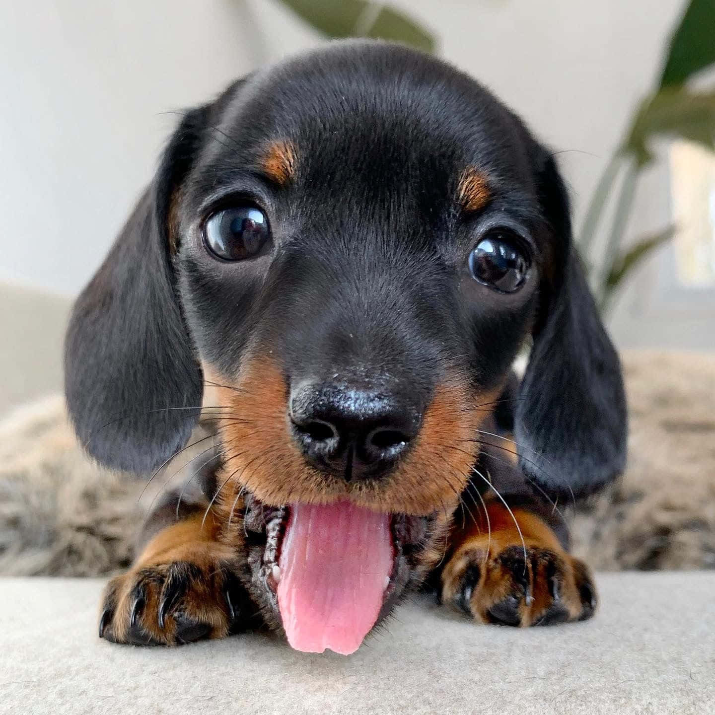 Dachshund Puppy 桌布 壁紙 — 一隻黑褐色臘腸狗幼犬的特寫，有大大的閃亮眼睛和伸出的粉紅色舌頭，躺在柔軟的表面上。