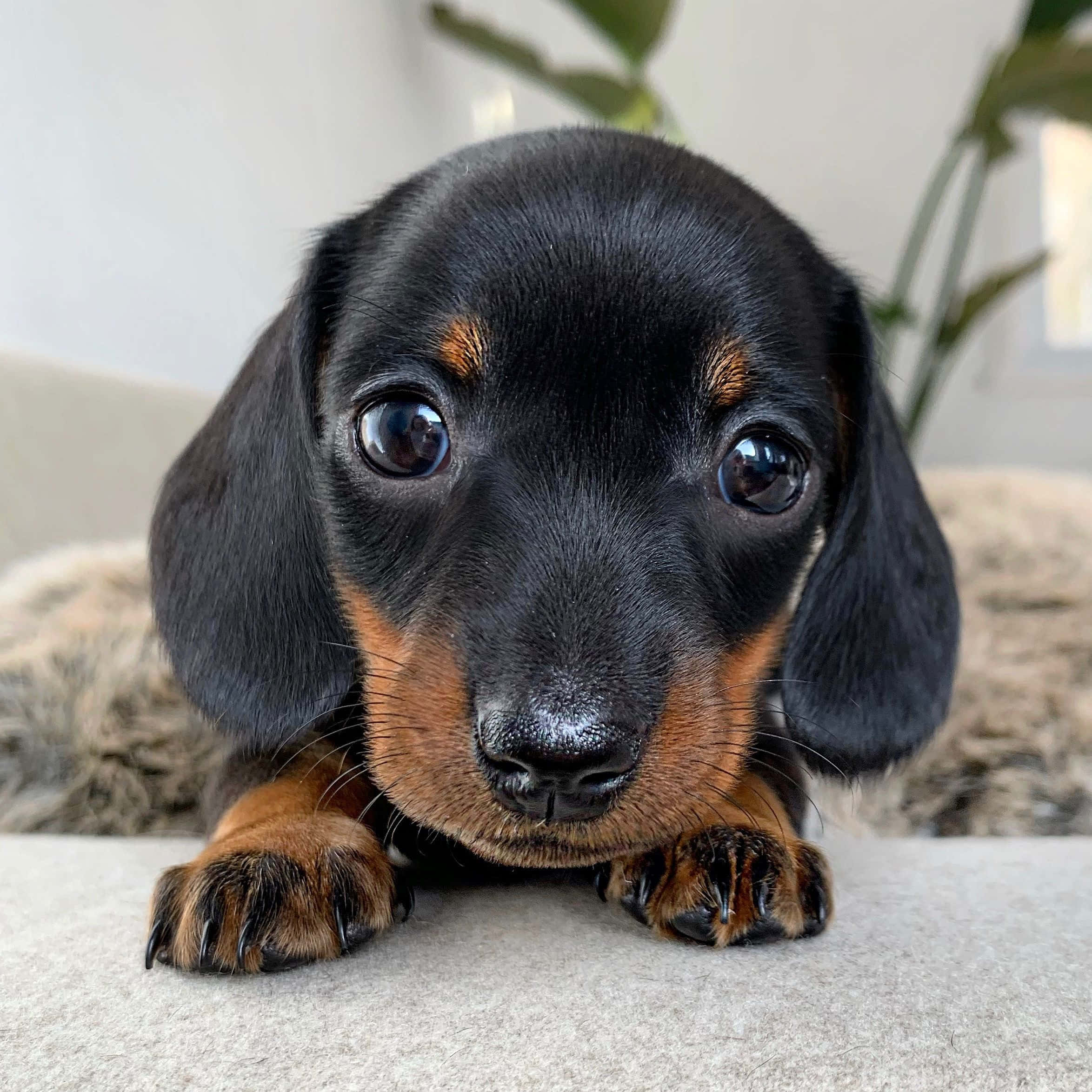 Dachshund Puppy 桌布 壁紙 — 一隻黑褐色臘腸狗幼犬的特寫，牠有雙大而充滿靈魂的眼睛，躺在柔軟的表面上。