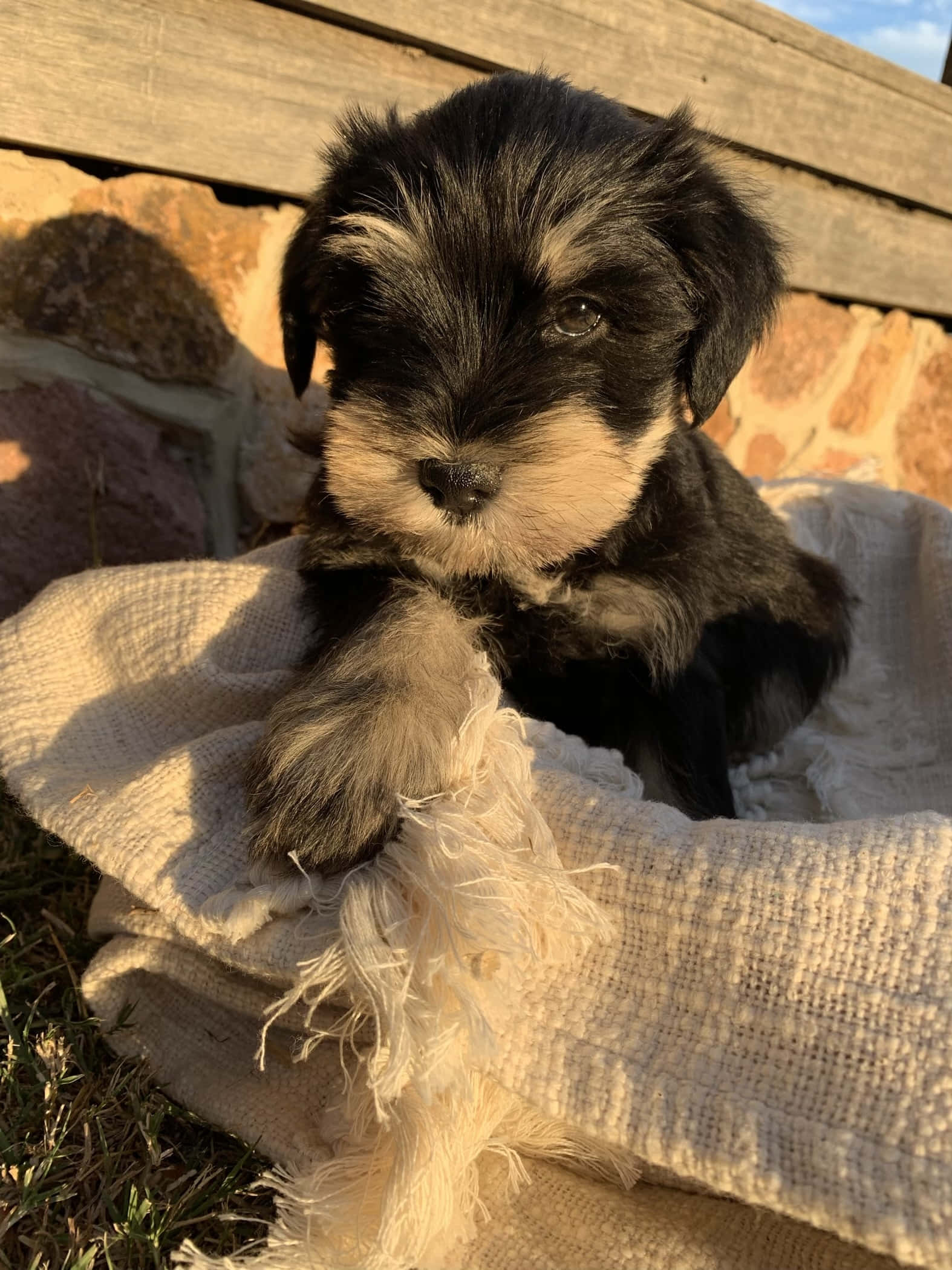 Schnauzer 桌布 壁紙 — 一隻黑褐色迷你雪納瑞幼犬躺在奶油色毯子上，靠在沐浴在溫暖金色陽光下的石牆上休息。