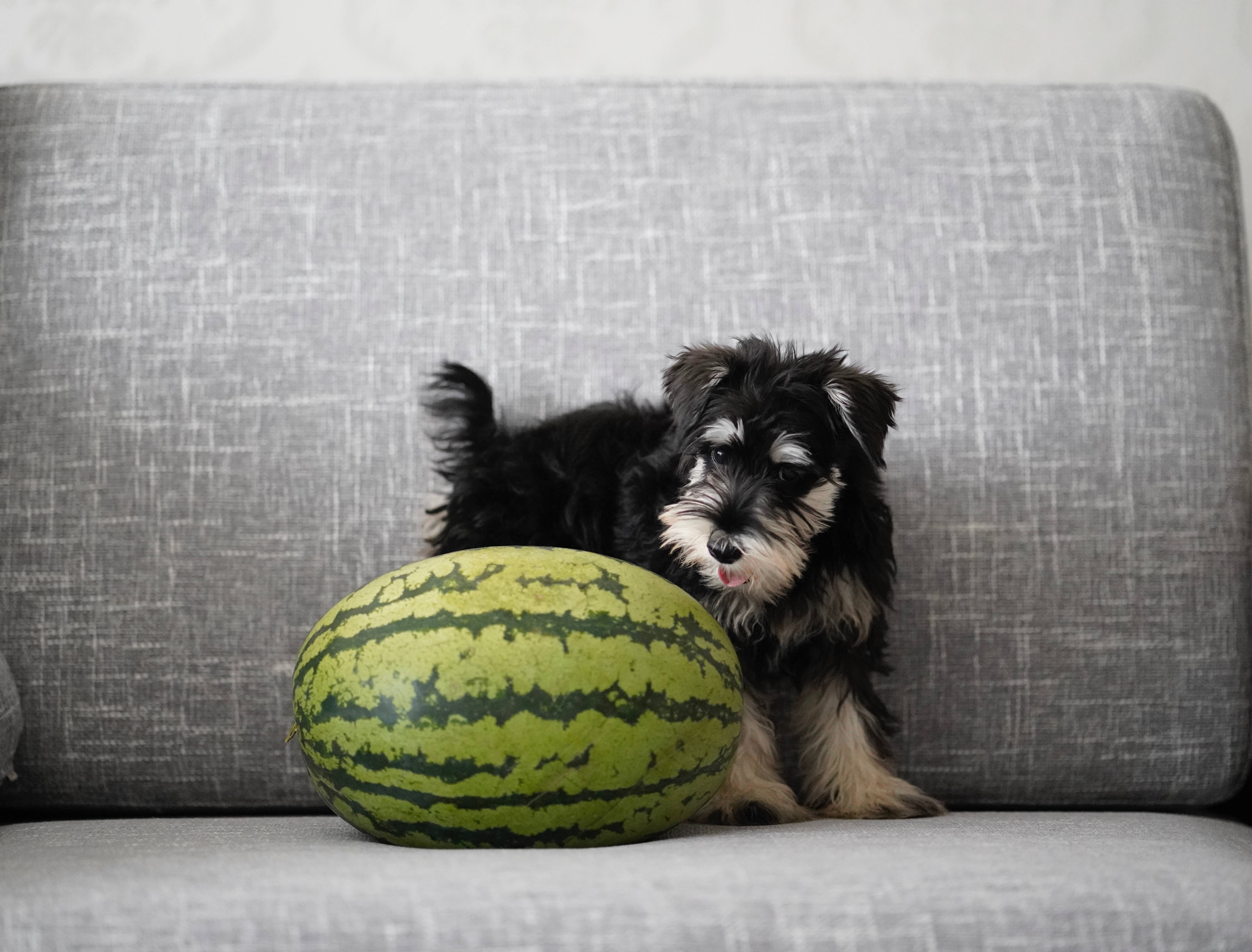 Watermelon 桌布 壁紙 — 一隻黑褐色雪納瑞幼犬坐在灰色布沙發上，旁邊有一個大的條紋西瓜。