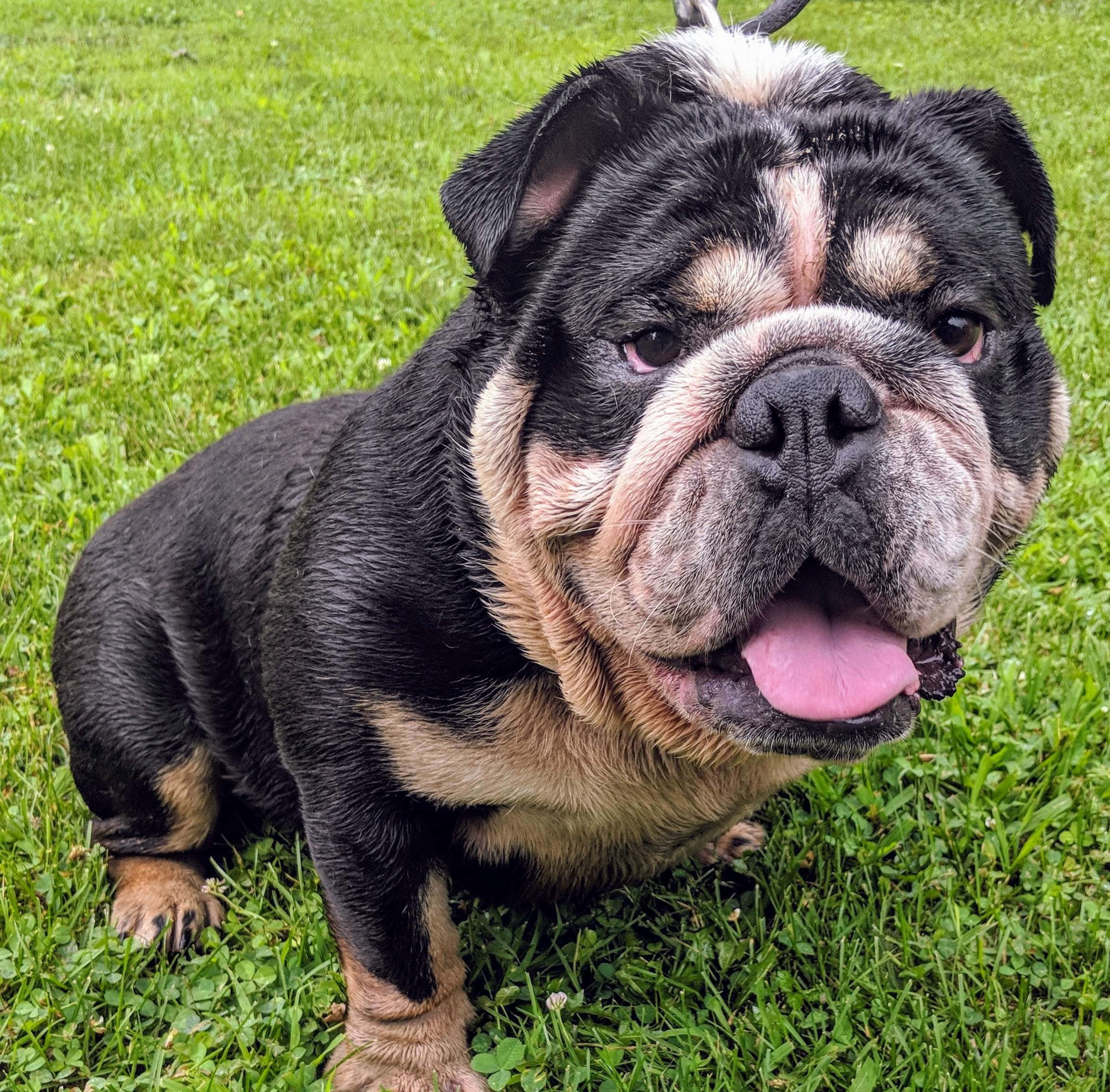 Bulldog 桌布 壁紙 — 一隻黑褐色鬥牛犬幼犬，粉紅色舌頭，快樂地坐在茂密的綠草地上，眼睛明亮警覺。