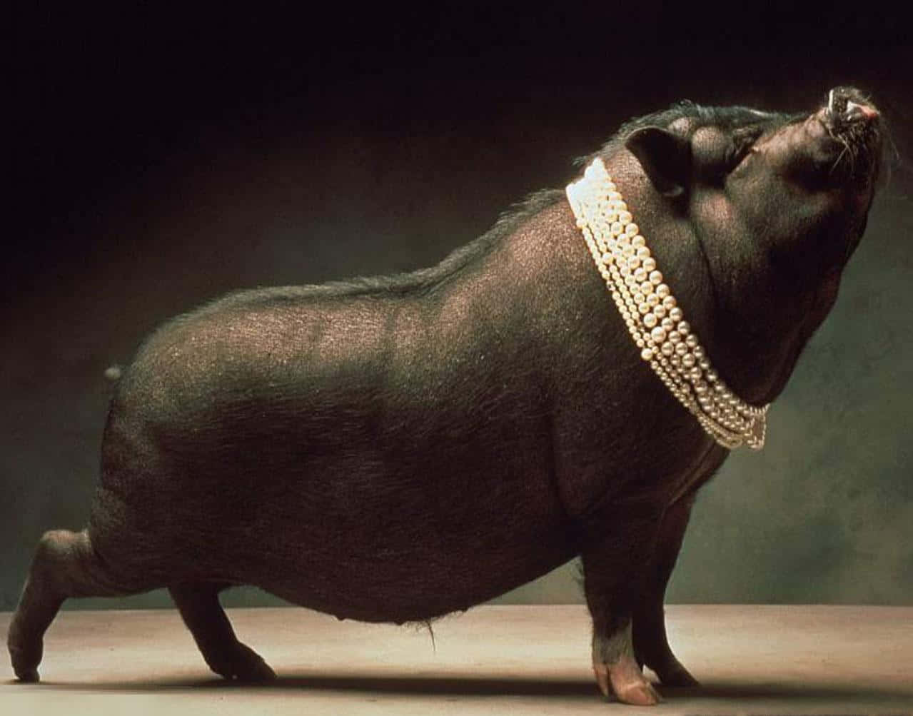 Pig 桌布 壁紙 — 一隻黑豬驕傲地站著，戴著一條粗珍珠項鍊，背景是深色攝影棚。