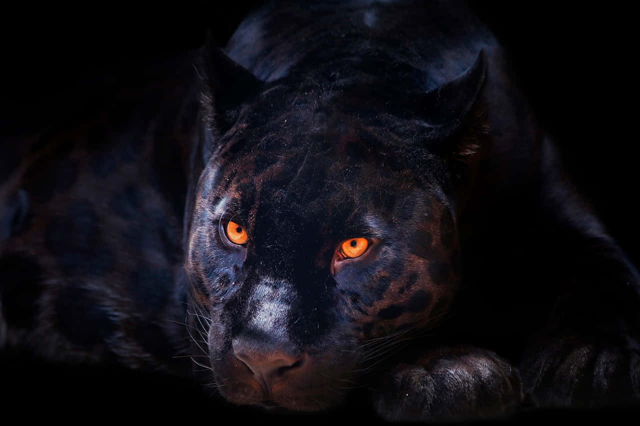 panther 桌布 壁紙 — 一隻黑豹，擁有發光的橙色眼睛，在黑暗背景中強烈凝視。