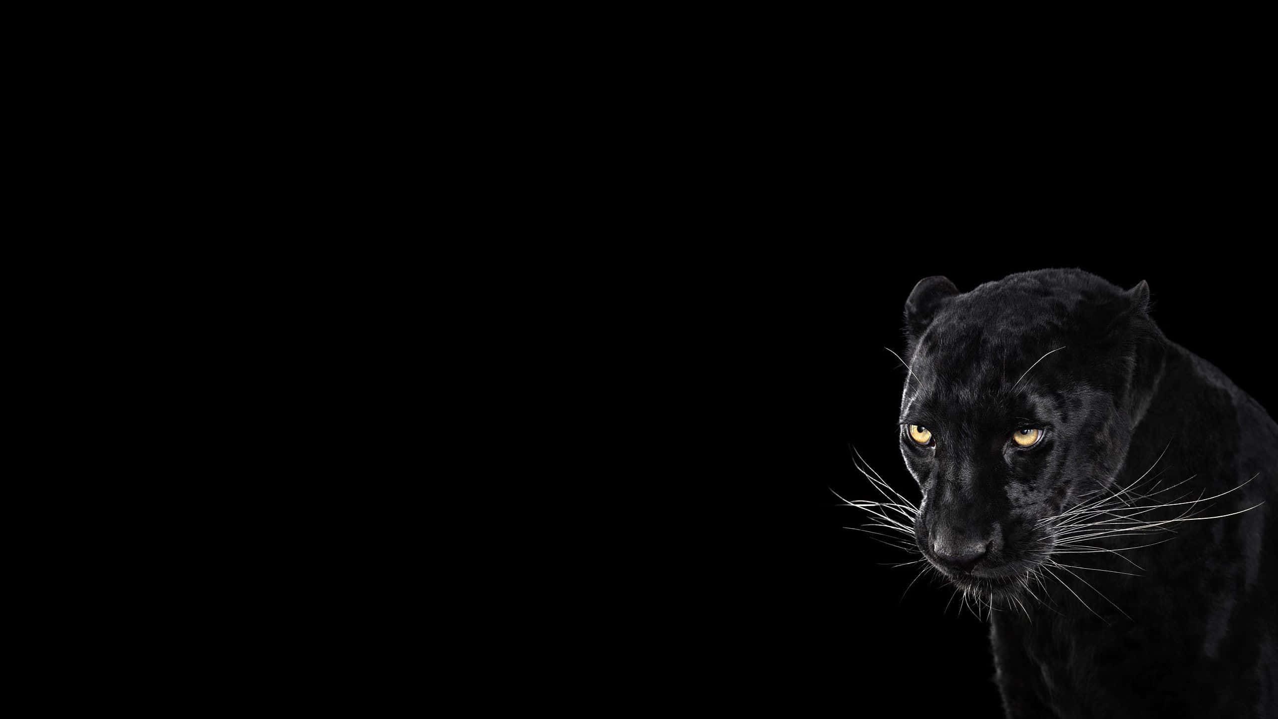 2560x1440 Black 桌布 壁紙 — 一隻黑豹，眼睛發出琥珀色光芒，在純黑背景下凝視著。