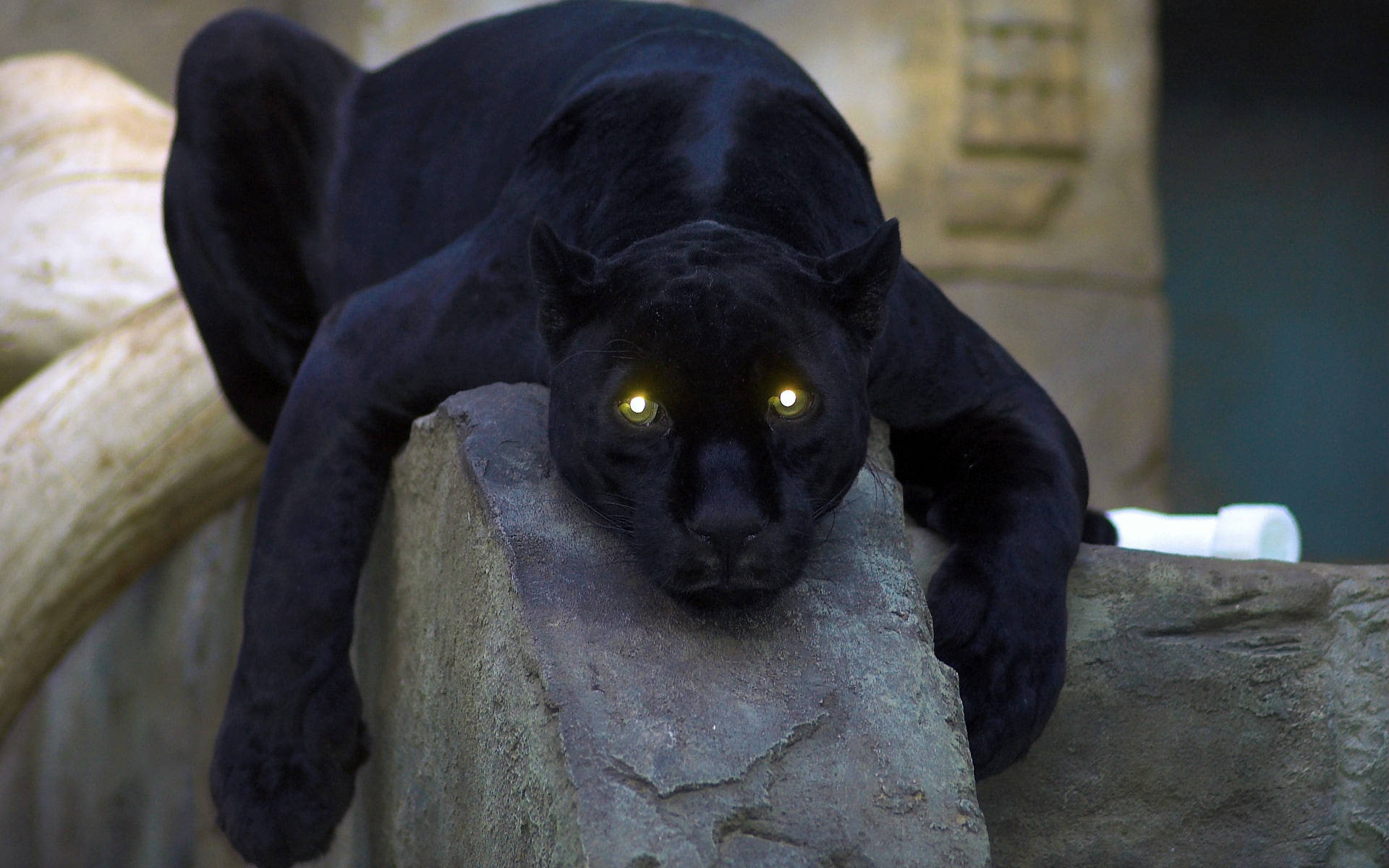 panther 桌布 壁紙 — 一隻黑豹，眼睛發出黃光，警覺地休息在動物園圍欄內的石架上。