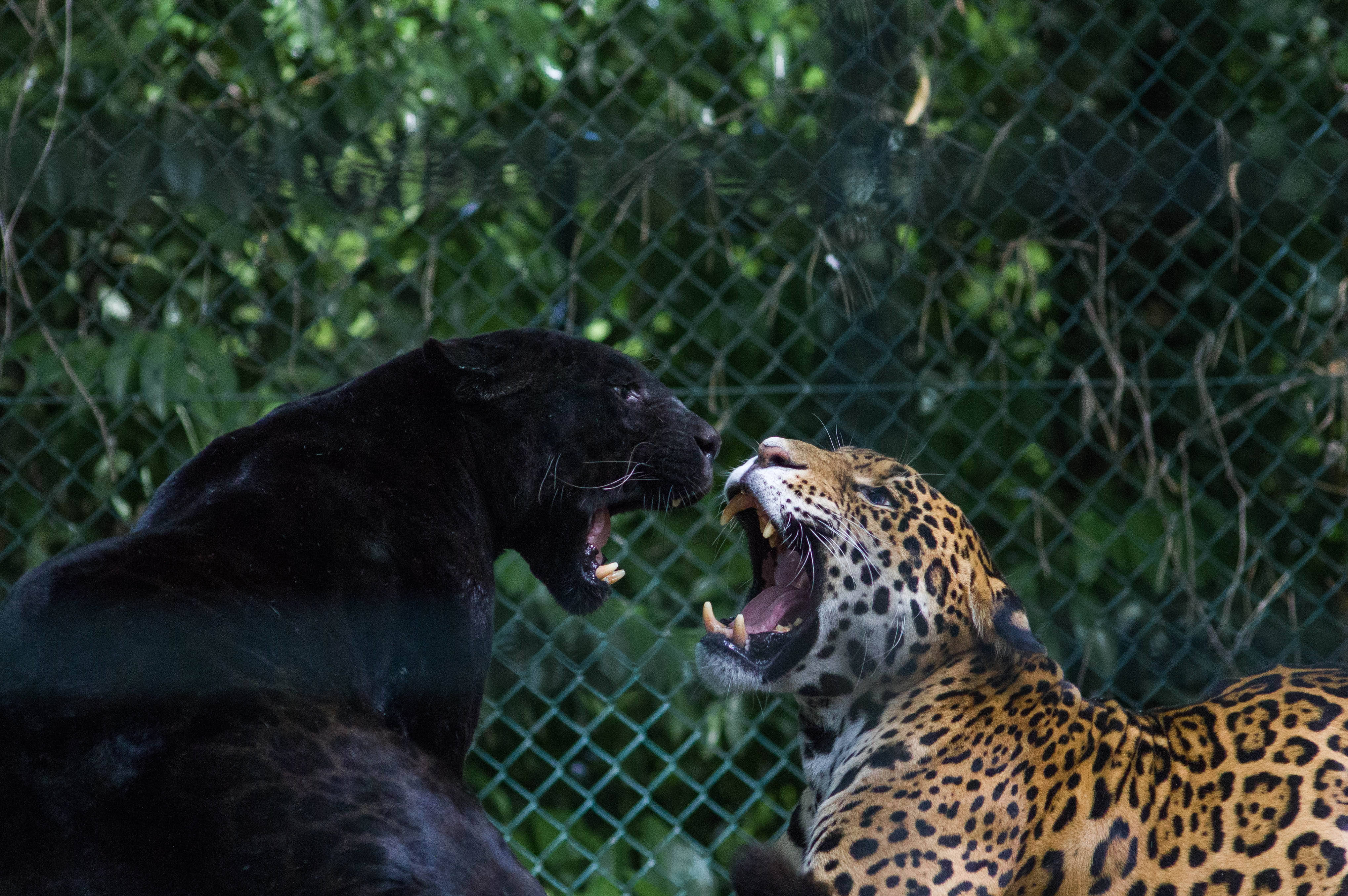 panther 桌布 壁紙 — 一隻黑豹和一隻斑點美洲豹在綠色鐵絲網後面對峙咆哮。