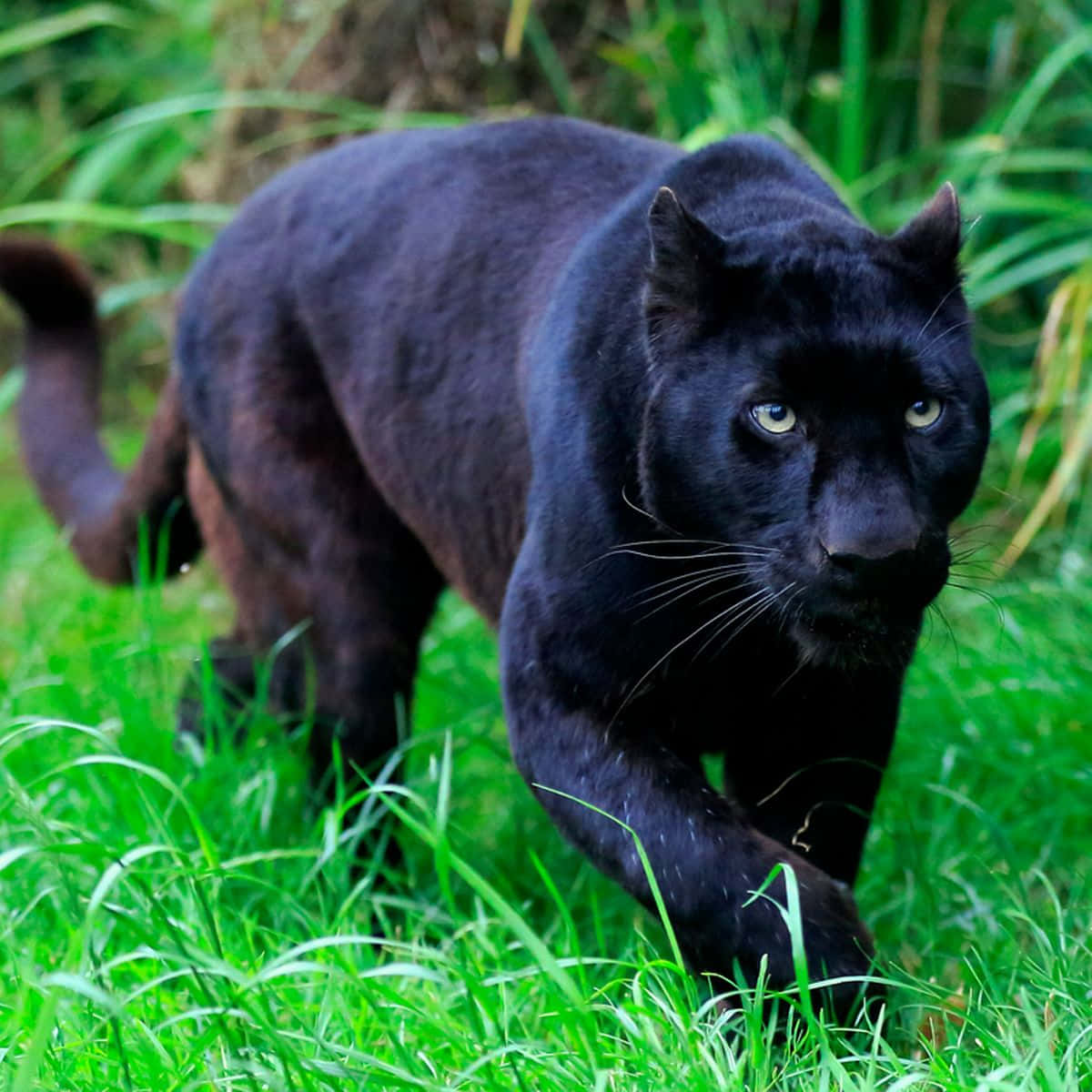 panther 桌布 壁紙 — 一隻黑豹在充滿活力的綠草中潛行，黃色的眼睛銳利地注視前方。