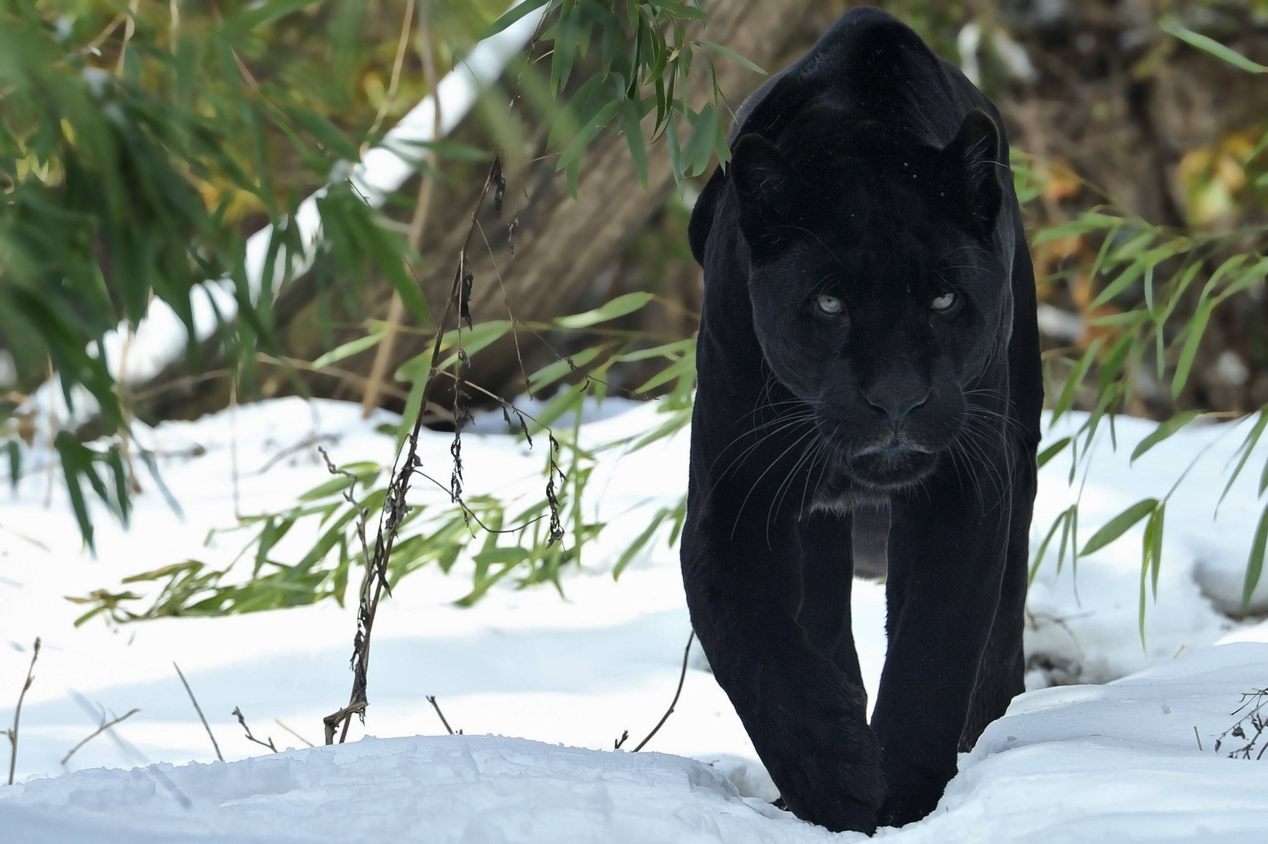 panther 桌布 壁紙 — 一隻黑豹在冬季森林中，在綠色竹葉下的雪地中行走。