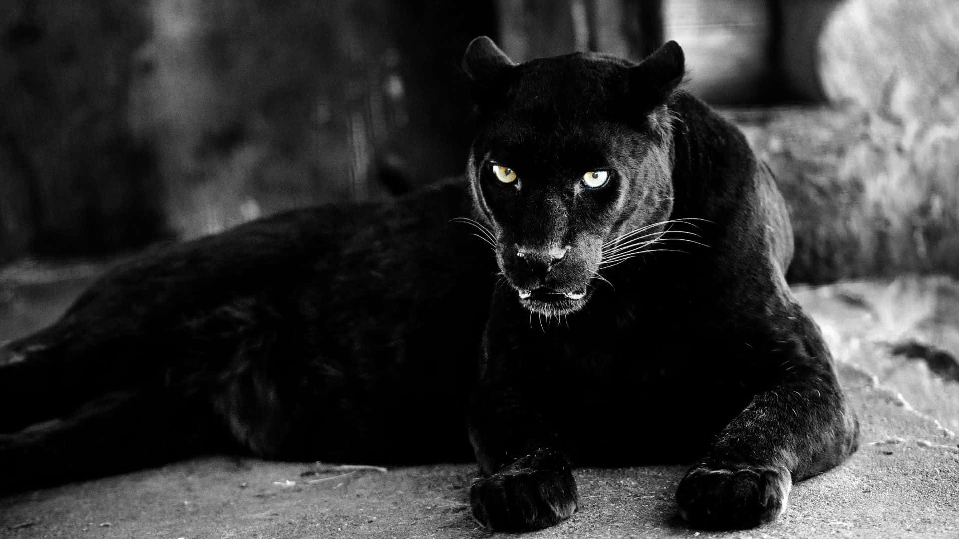 panther 桌布 壁紙 — 一隻黑豹在單色森林環境中警覺地躺著，眼睛發光。