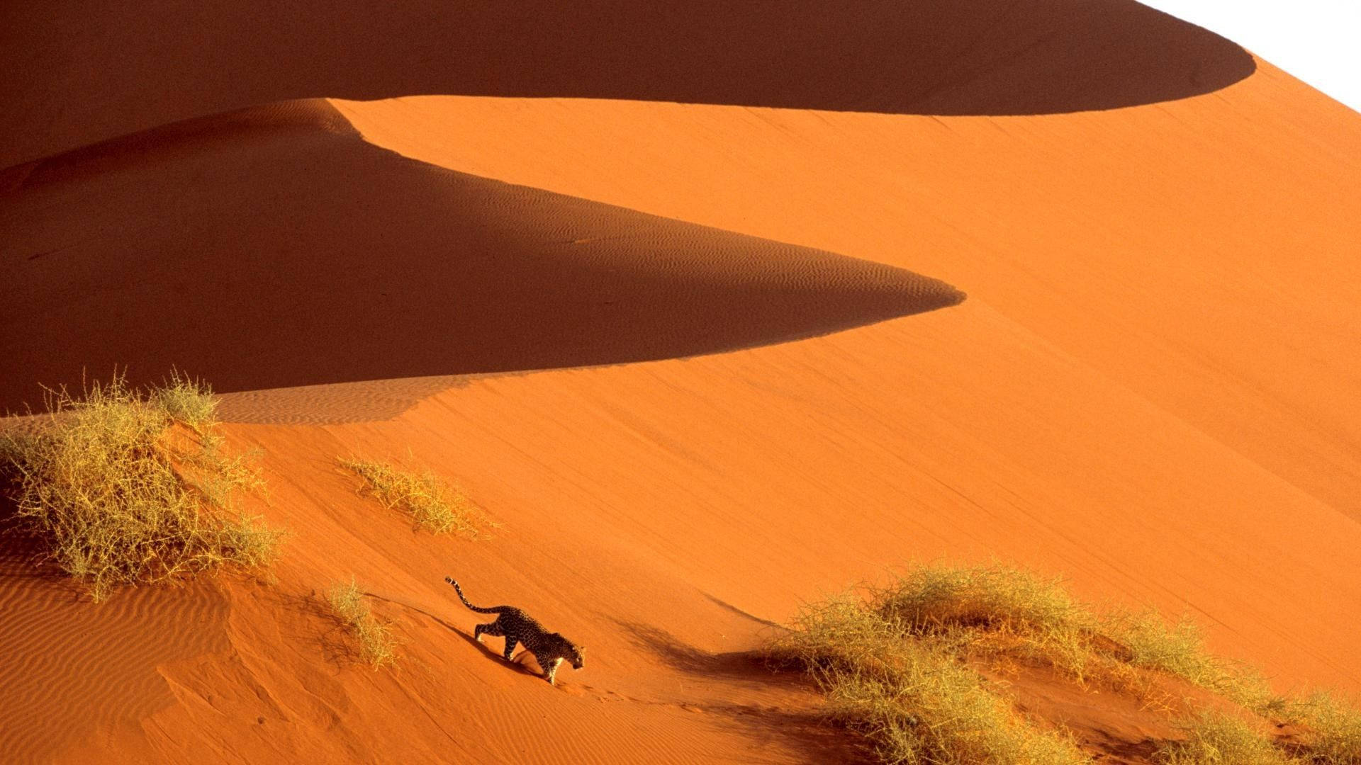 Namibia 桌布 壁紙 — 一隻黑豹在戲劇性的陰影下，穿過稀疏乾燥灌木的鮮豔橙色沙丘。