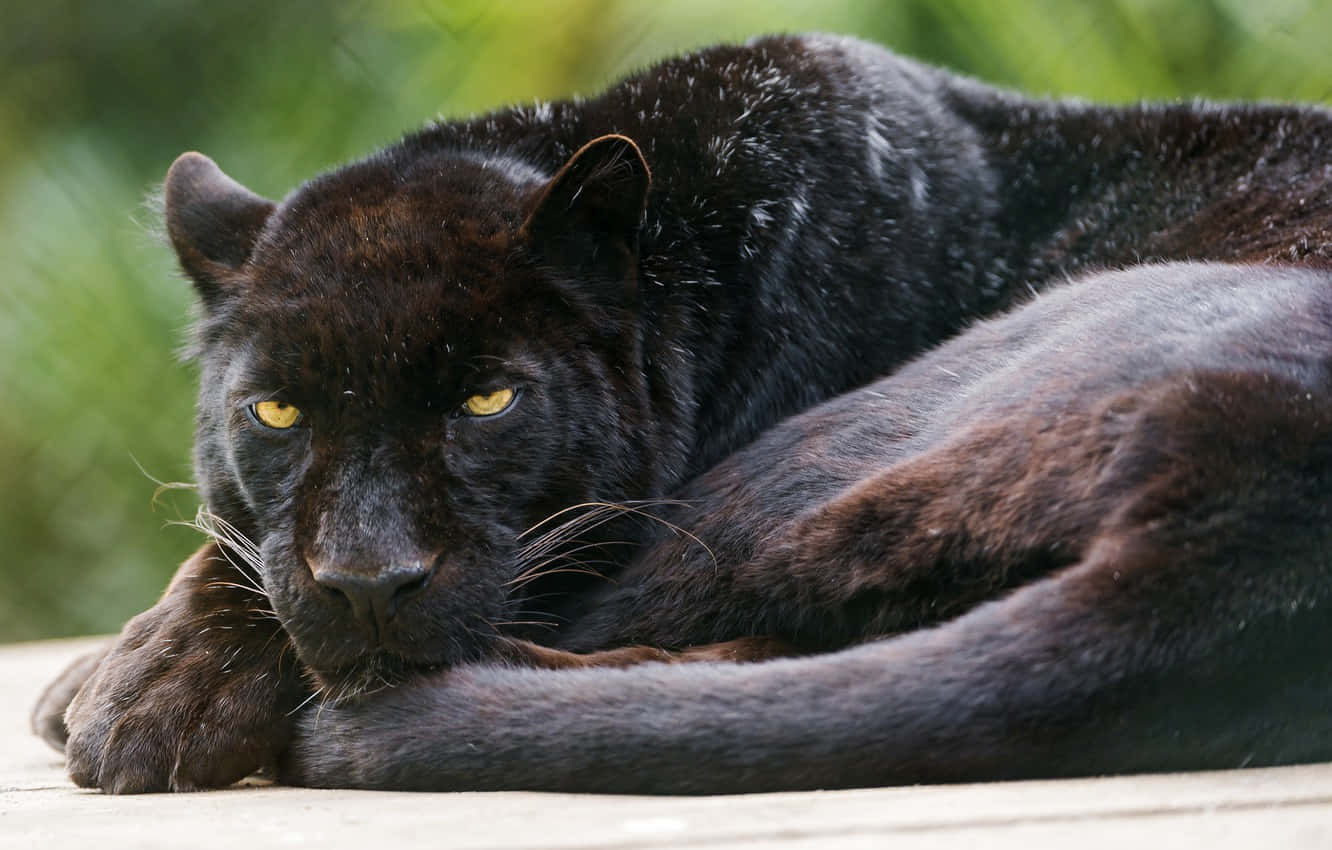 Cute Black Panther 桌布 壁紙 — 一隻黑豹在柔和的綠色模糊背景下，帶著銳利的黃色眼睛平靜地休息。