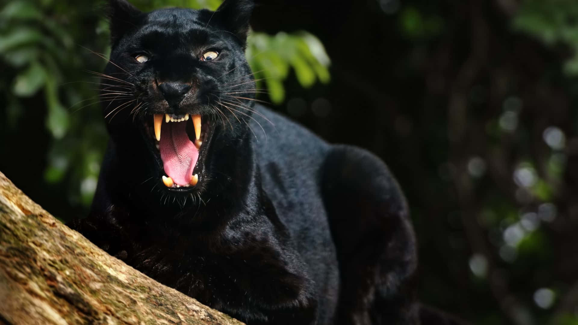 panther 桌布 壁紙 — 一隻黑豹在樹枝上兇猛咆哮，眼睛發光，露出牙齒，背景是模糊的綠色森林。