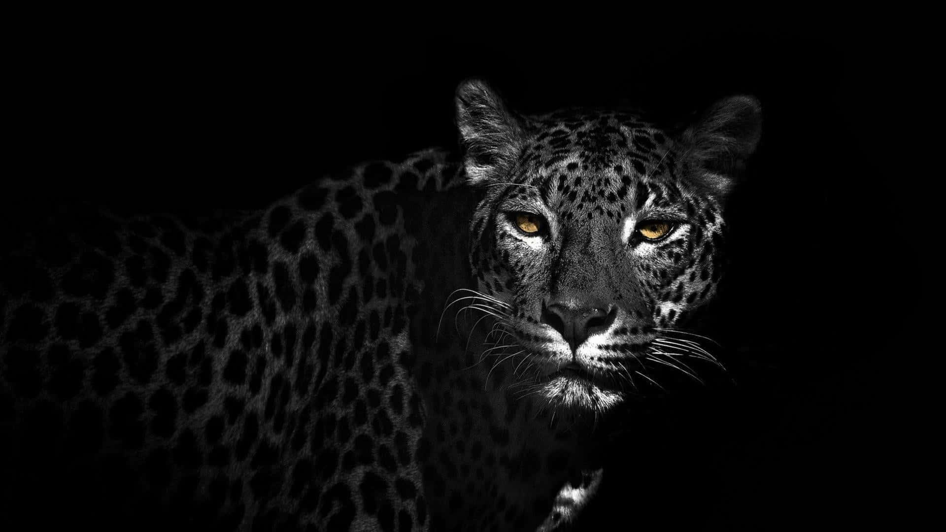 Jaguar 桌布 壁紙 — 一隻黑豹在漆黑的背景下，用發光的琥珀色眼睛強烈地凝視著。