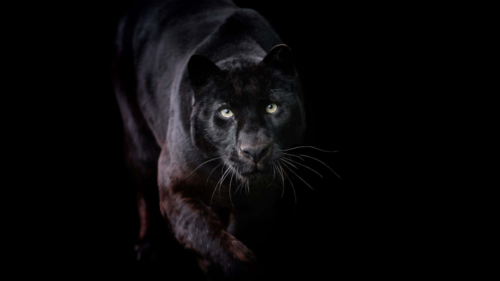 panther 桌布 壁紙 — 一隻黑豹在漆黑背景中，帶著發光的眼睛向前邁進。