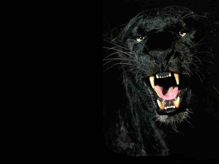 panther 桌布 壁紙 — 一隻黑豹在漆黑背景中猛烈咆哮，眼睛發光，露出牙齒。