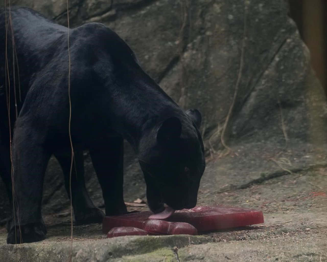 zoo 桌布 壁紙 — 一隻黑豹在石面上吃生肉，附近有藤蔓垂下。