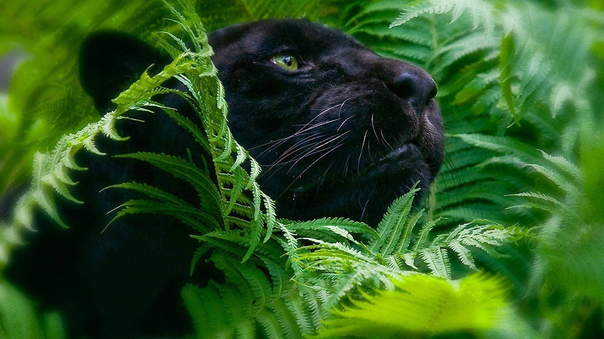 panther 桌布 壁紙 — 一隻黑豹在茂密的叢林環境中，透過鮮綠色的蕨類植物，以強烈的黃色眼睛凝視著。