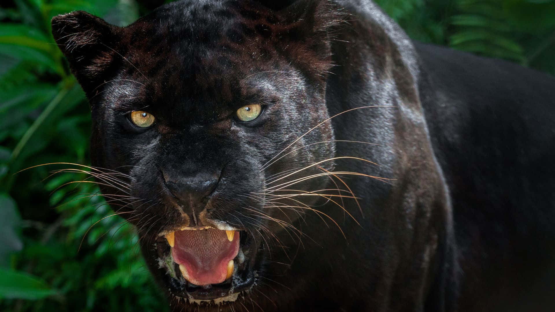 panther 桌布 壁紙 — 一隻黑豹在茂密的綠色叢林背景下，發出兇猛的咆哮，黃色眼睛閃閃發光。