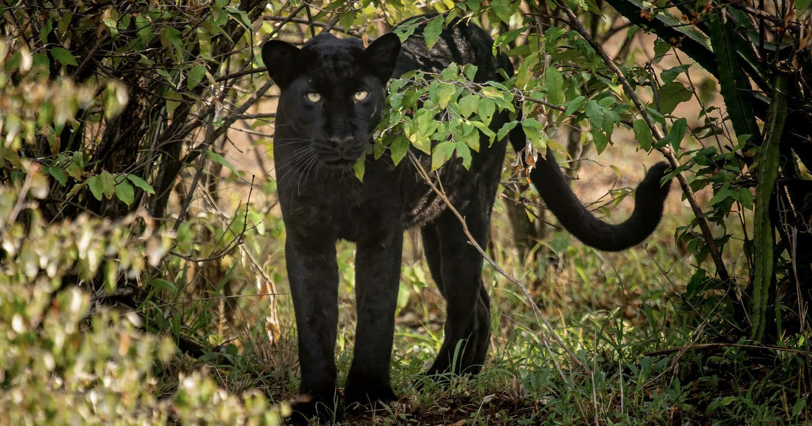 panther 桌布 壁紙 — 一隻黑豹在陽光照耀的綠色樹葉中警覺地站立，發光的眼睛直視前方。