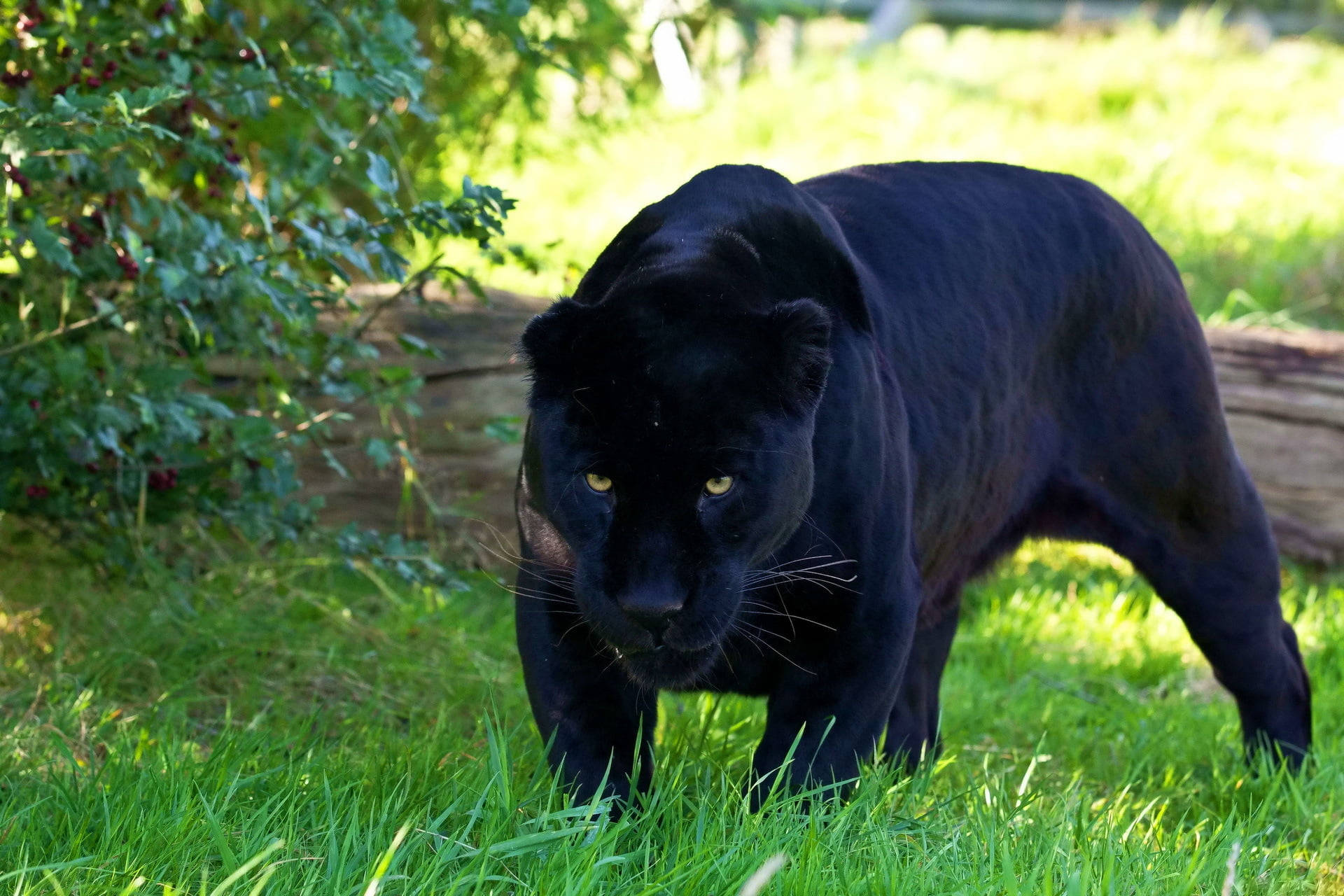 panther 桌布 壁紙 — 一隻黑豹在陽光照耀的綠色草地上潛行，用強烈的黃色眼睛鎖定觀眾。