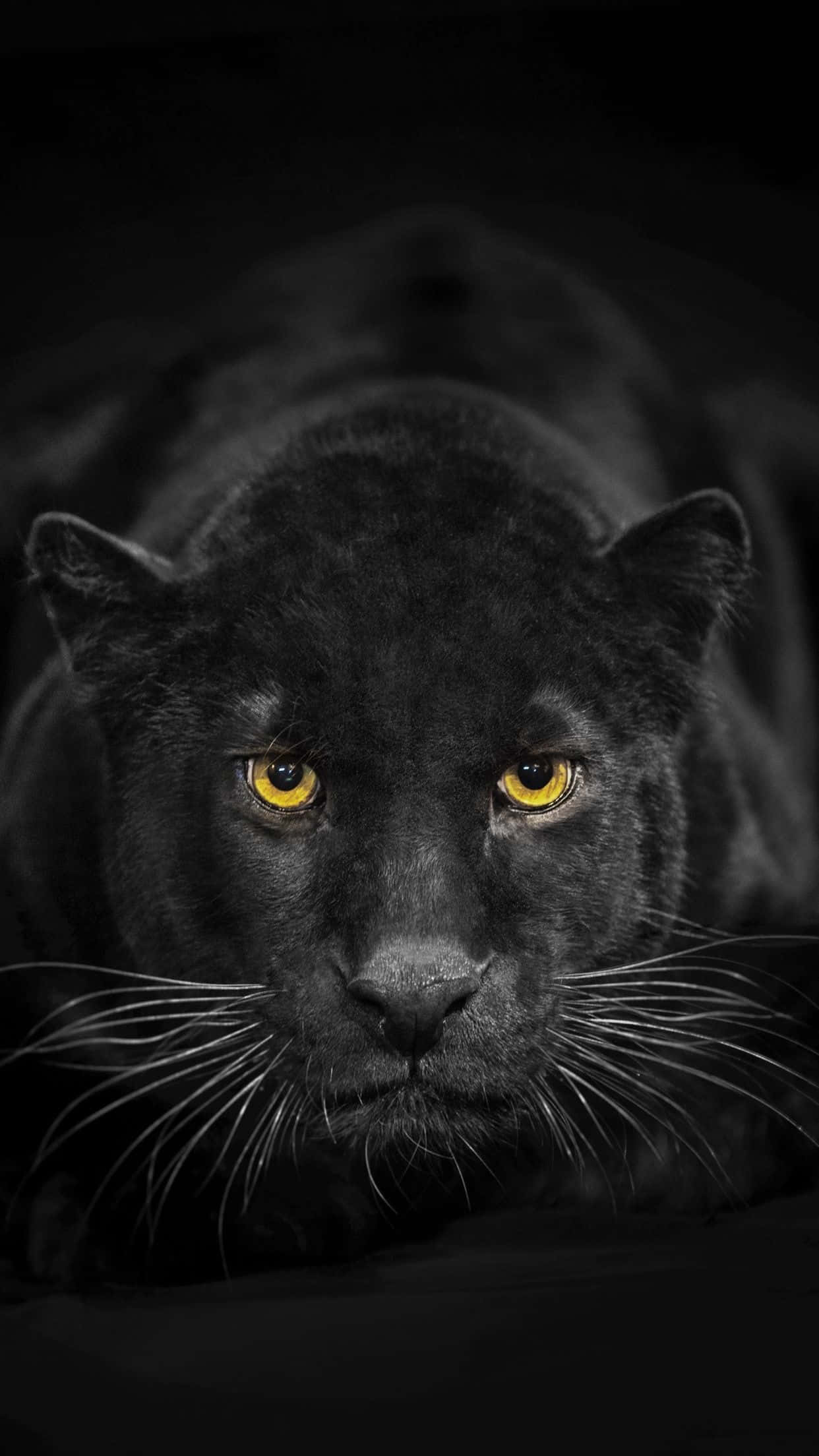 Animals iPhone 桌布 壁紙 — 一隻黑豹在黑暗背景下，以發光的琥珀色眼睛強烈凝視。