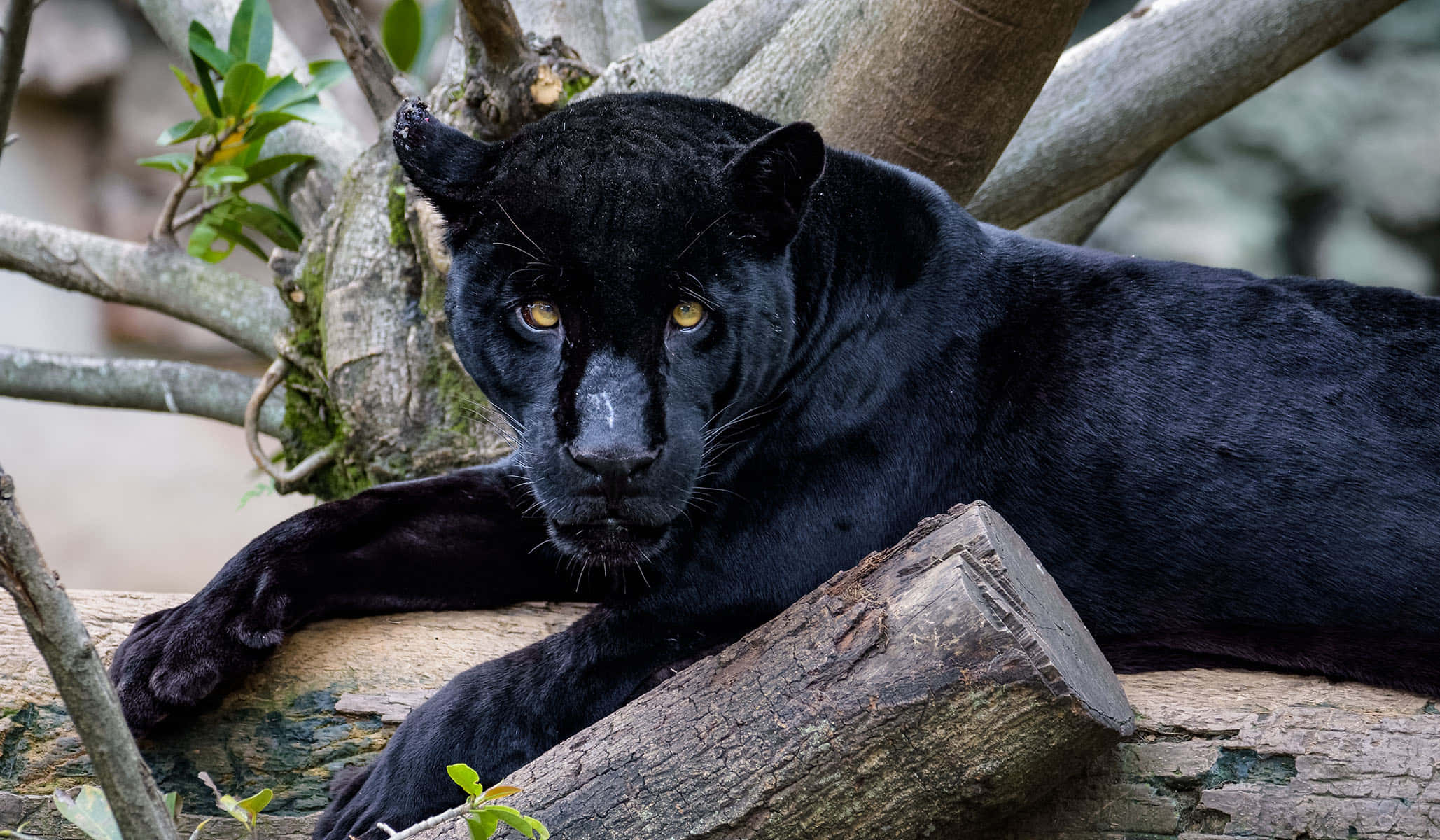 panther 桌布 壁紙 — 一隻黑豹威風凜凜地躺在長滿樹葉的樹枝下的風化木頭上，銳利的黃色眼睛緊盯著觀看者。