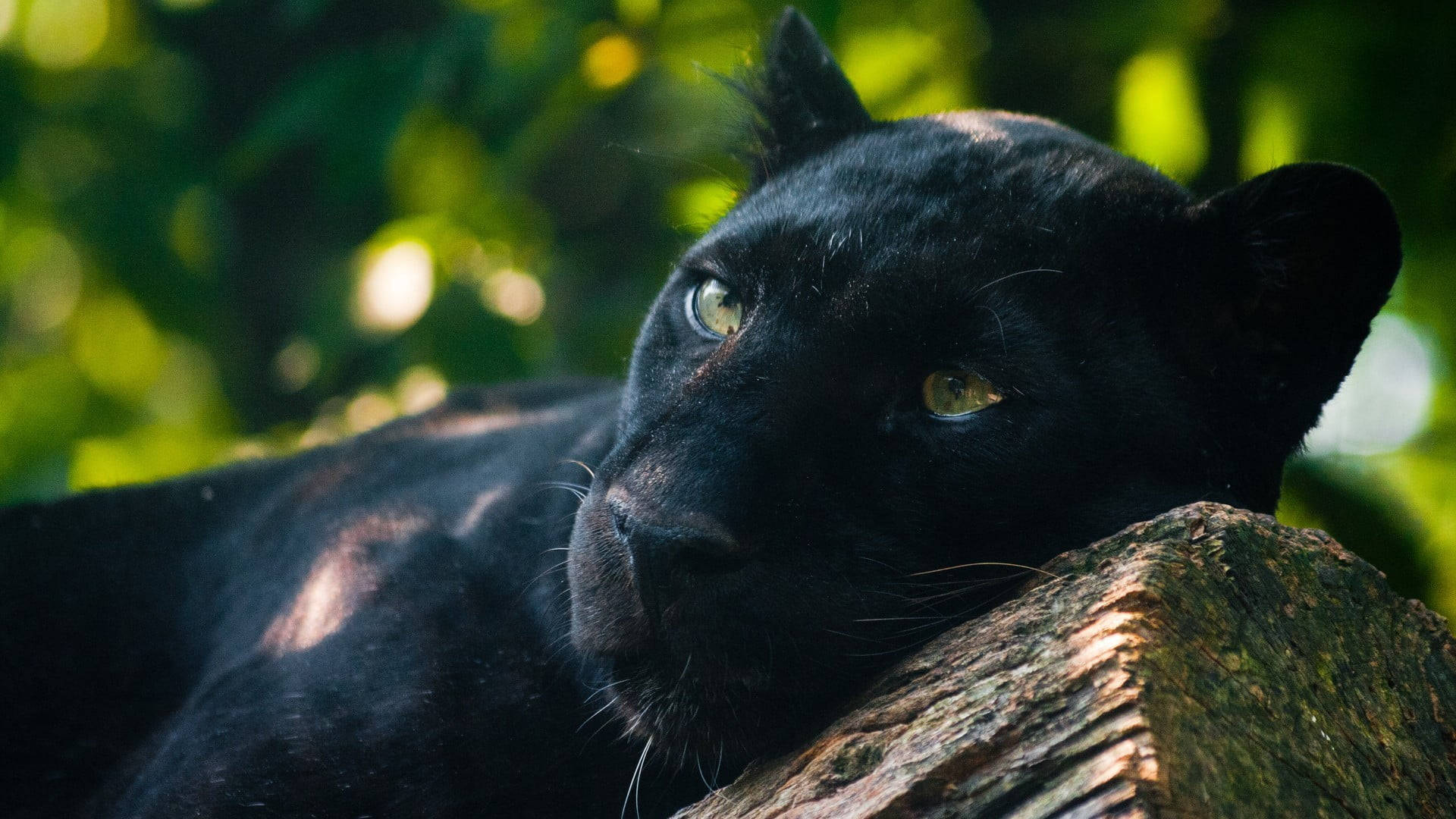 panther 桌布 壁紙 — 一隻黑豹將頭擱在長滿青苔的木頭上，綠色眼睛透過斑駁的森林光線凝視著。