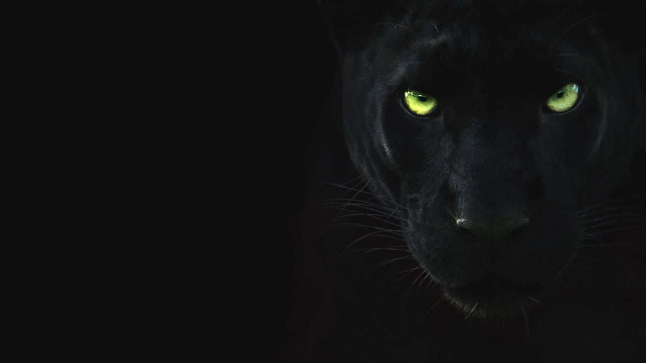 panther 桌布 壁紙 — 一隻黑豹發光的綠色眼睛從完全黑暗中強烈凝視，營造出令人難忘且神秘的氛圍。