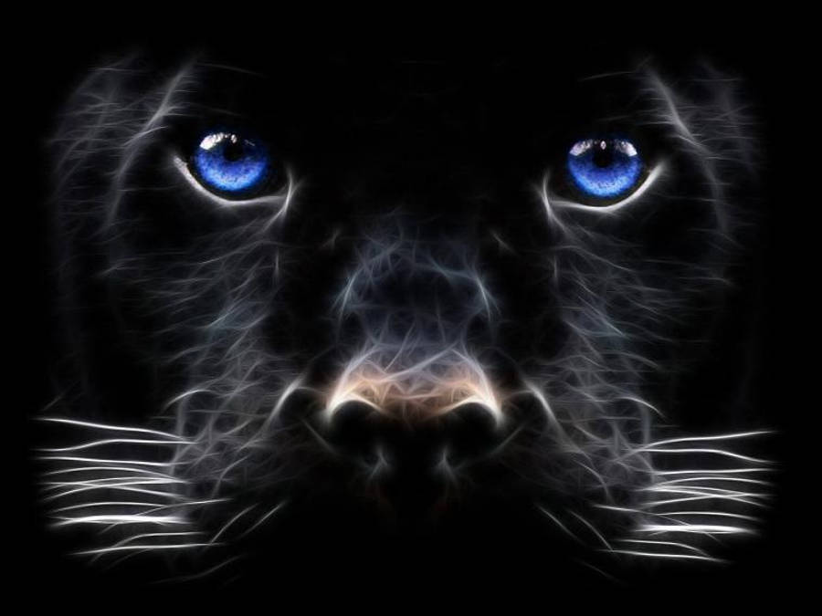 panther 桌布 壁紙 — 一隻黑豹的強烈面孔在漆黑虛空中閃耀著電藍色眼睛和發光的白色毛髮絲。