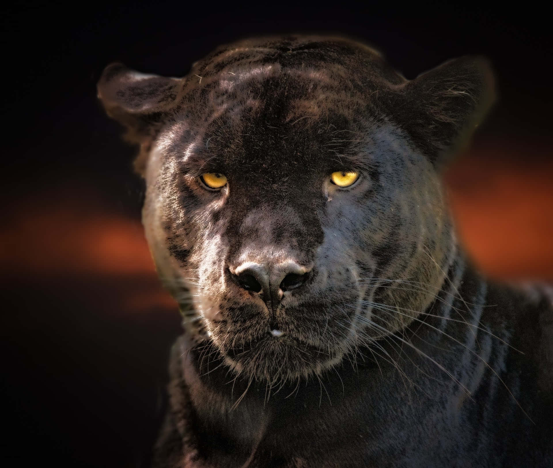 panther 桌布 壁紙 — 一隻黑豹的特寫，擁有發光的黃色眼睛，在黑暗模糊的背景前強烈凝視。