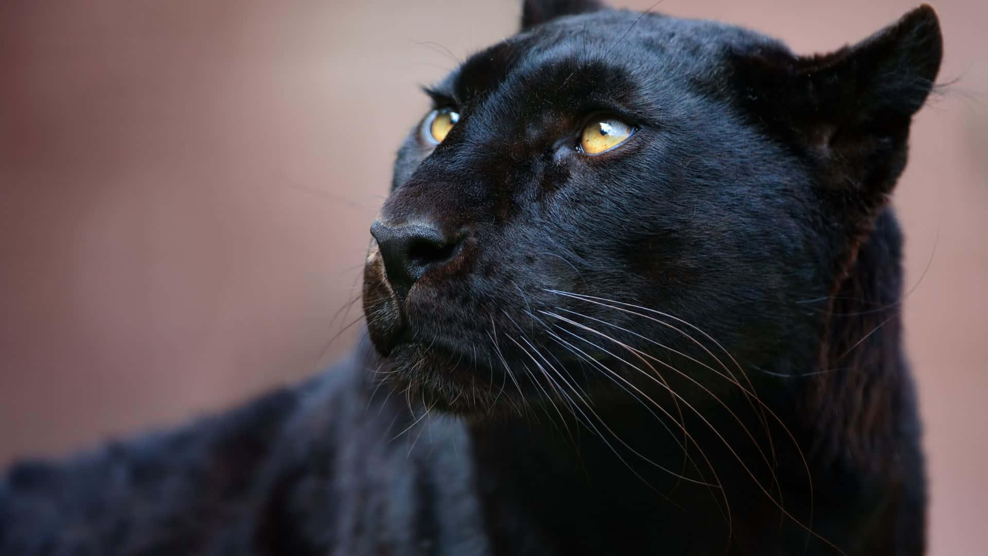 panther 桌布 壁紙 — 一隻黑豹的特寫，擁有銳利的金色眼睛，在柔和模糊的背景前凝視著。