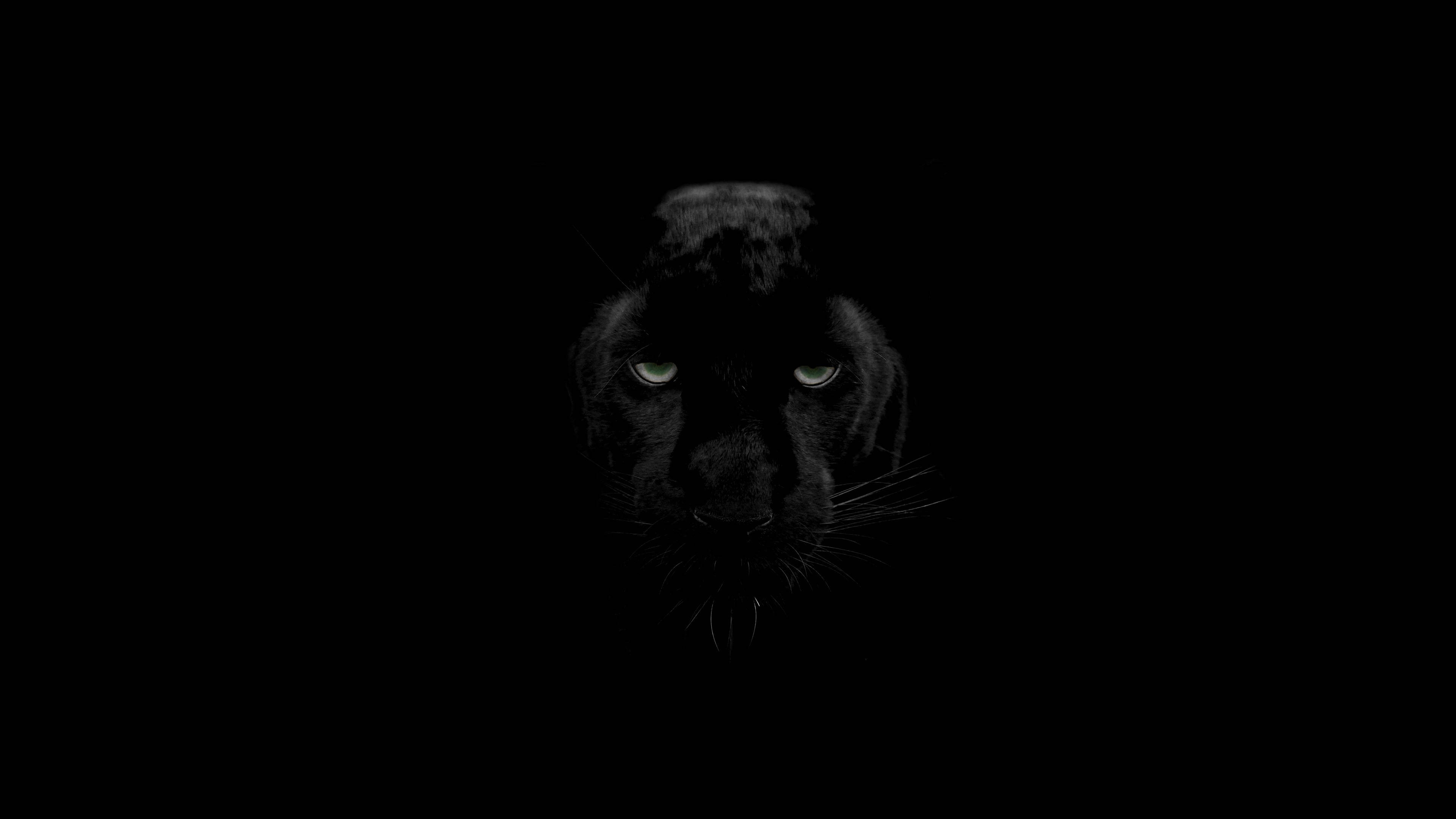 panther 桌布 壁紙 — 一隻黑豹的臉在漆黑一片的虛空中散發著刺眼的綠色光芒。