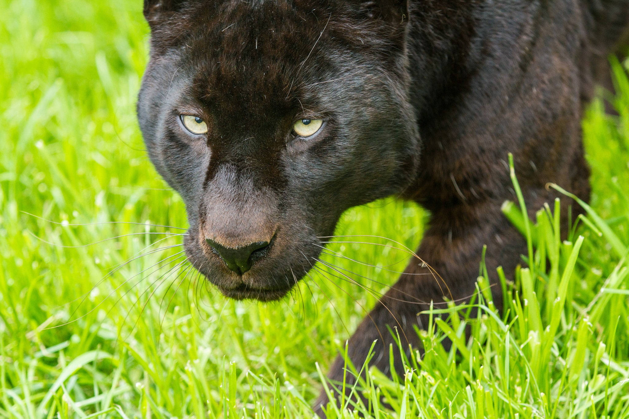 panther 桌布 壁紙 — 一隻黑豹眼睛發出黃光，低伏在鮮綠的草地上，專注地向前凝視。