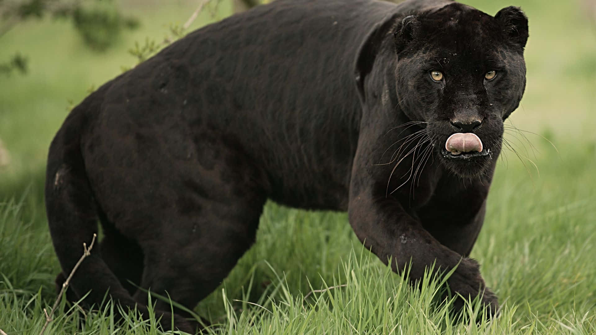 panther 桌布 壁紙 — 一隻黑豹警覺地站在茂密的綠草中，舌頭微微伸出，專注地盯著相機。