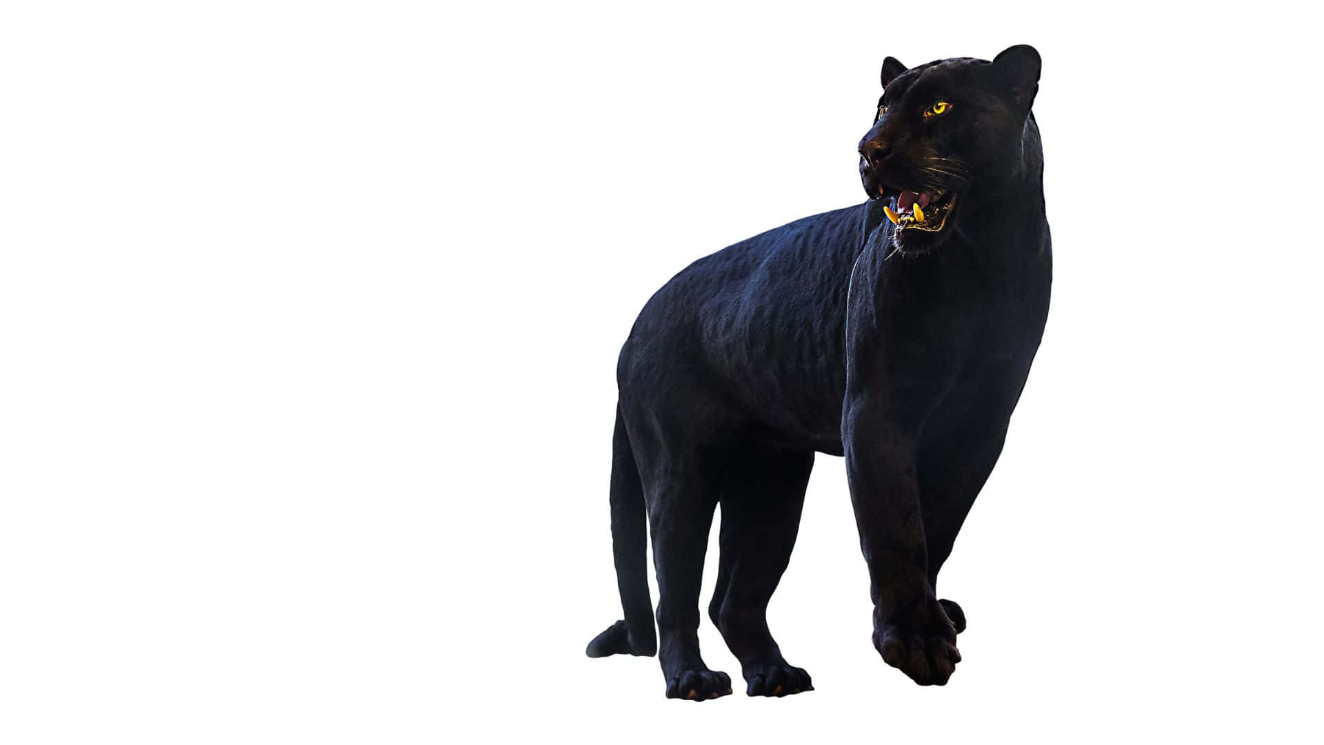 panther 桌布 壁紙 — 一隻黑豹豎立著，發出黃色光芒的眼睛和露出牙齒，背景是純白色。