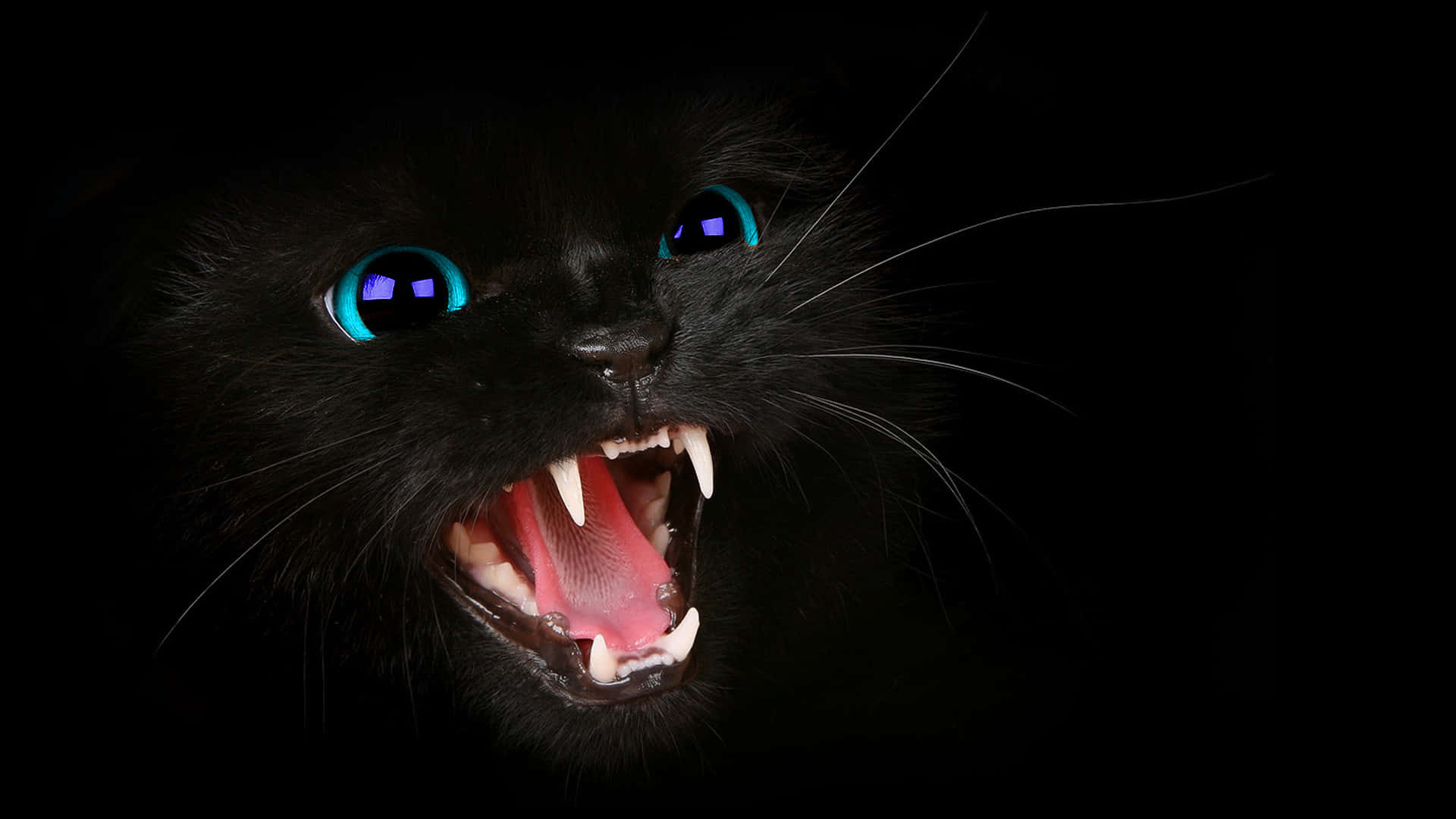 Cat Eyes 桌布 壁紙 — 一隻黑貓，擁有發光的藍色眼睛，在純黑色背景上兇猛地咆哮，露出尖銳的牙齒。