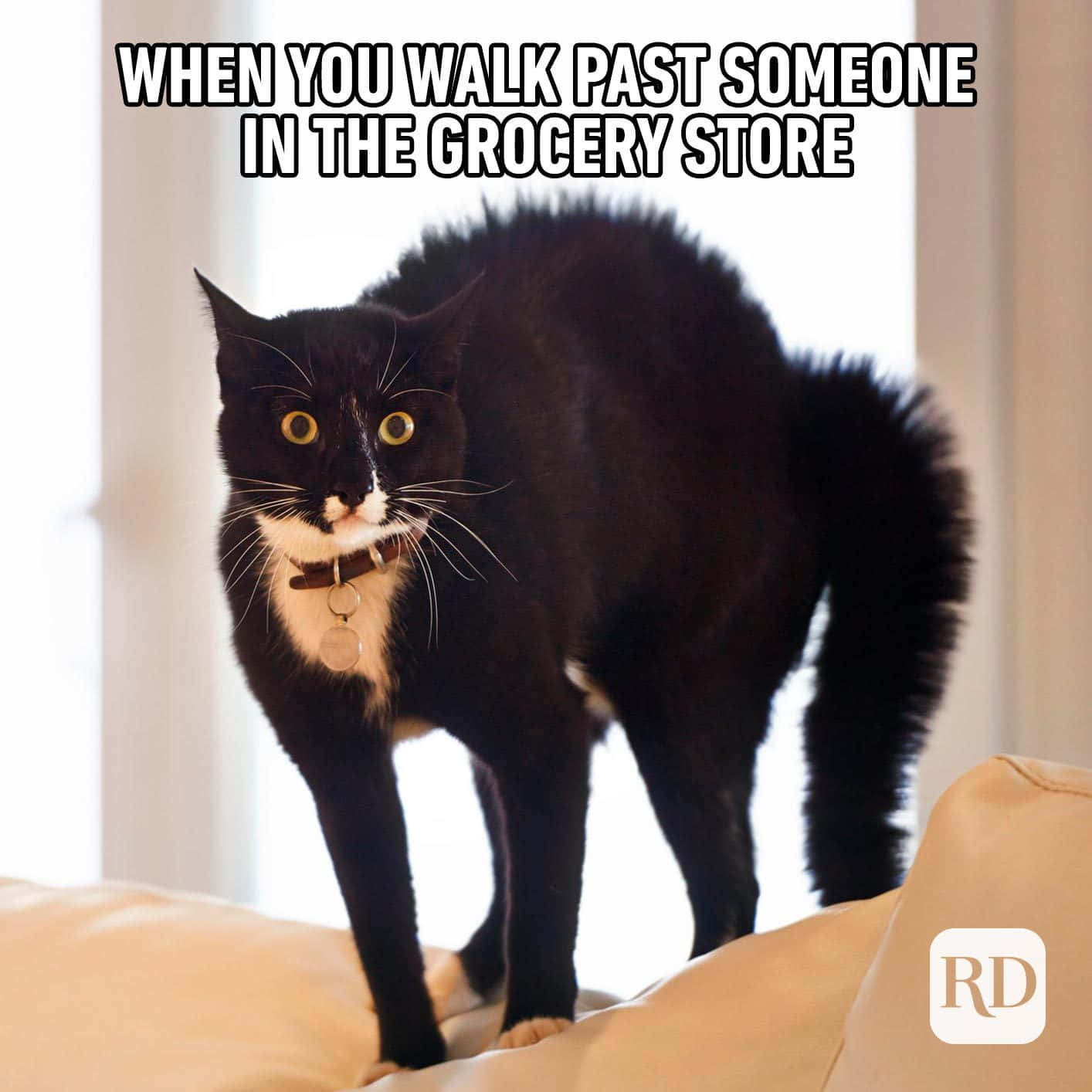 Cute Animal Memes 桌布 壁紙 — 一隻黑貓，白色胸口，明亮黃眼睛，警覺地站在米色沙發上，直視鏡頭。