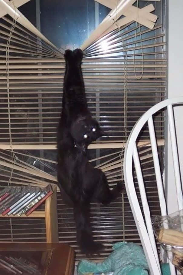 Crazy Cat 桌布 壁紙 — 一隻黑貓倒掛在百葉窗上，發光的眼睛在昏暗的房間裡盯著鏡頭。