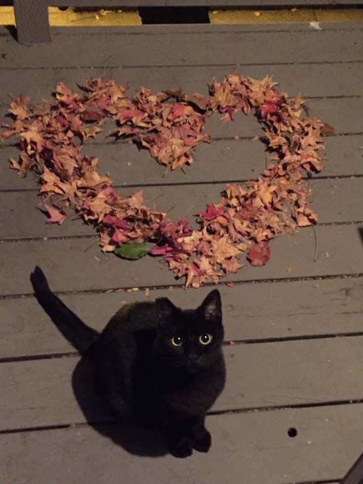 Pretty Fall 桌布 壁紙 — 一隻黑貓在夜間坐在木甲板上，眼睛發光，下方是一個由秋葉組成的愛心。