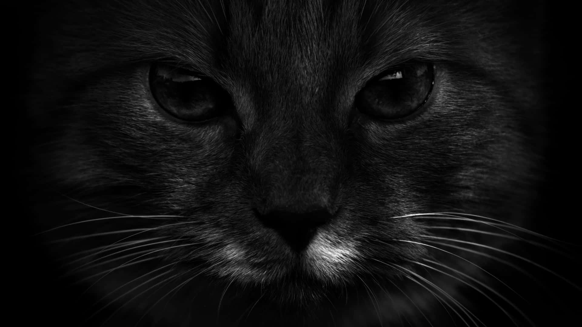 動物 桌布 壁紙 — 一隻黑貓在深陰影中帶有發光眼睛和突出鬍鬚的強烈凝視特寫。