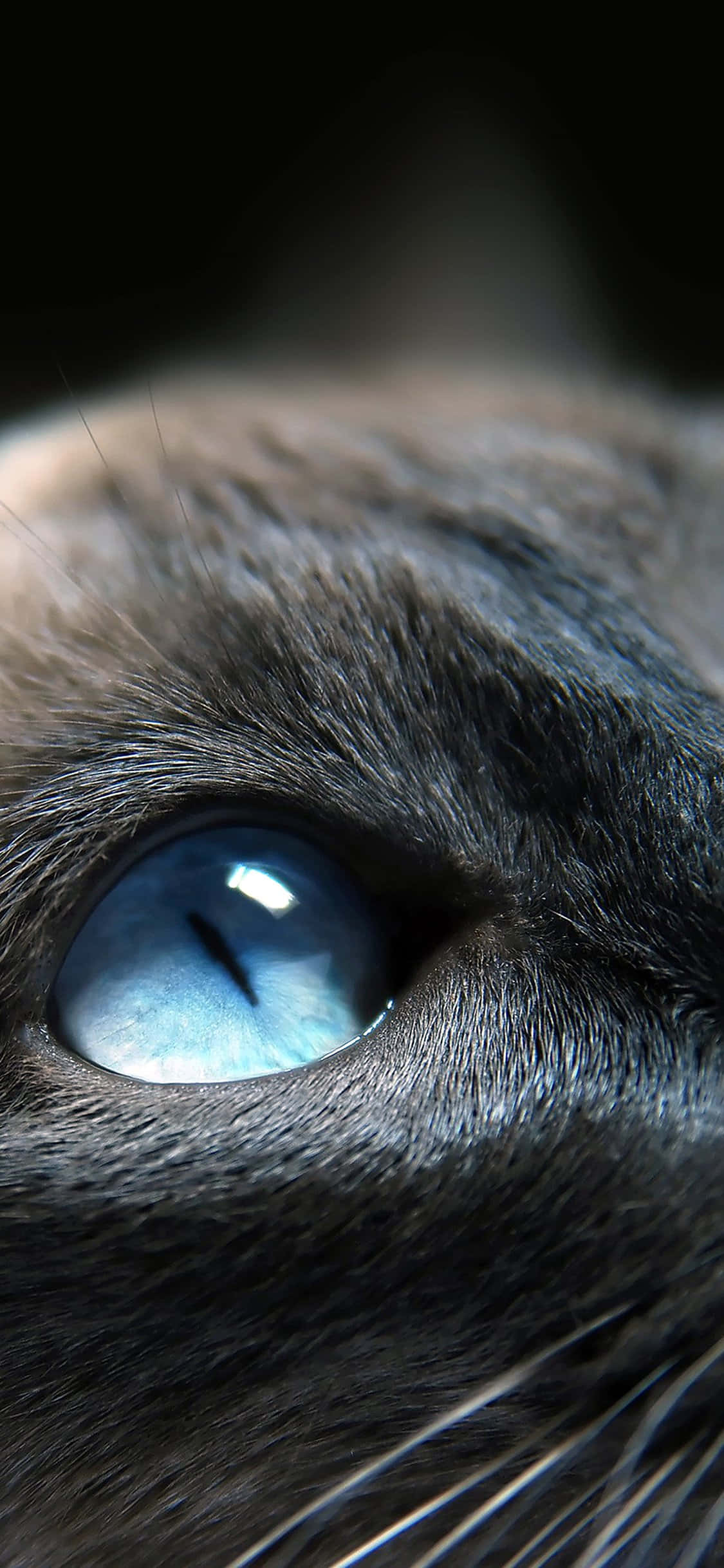 Cat Eyes 桌布 壁紙 — 一隻黑貓引人注目的藍色眼睛特寫，毛髮細節清晰，光線柔和。