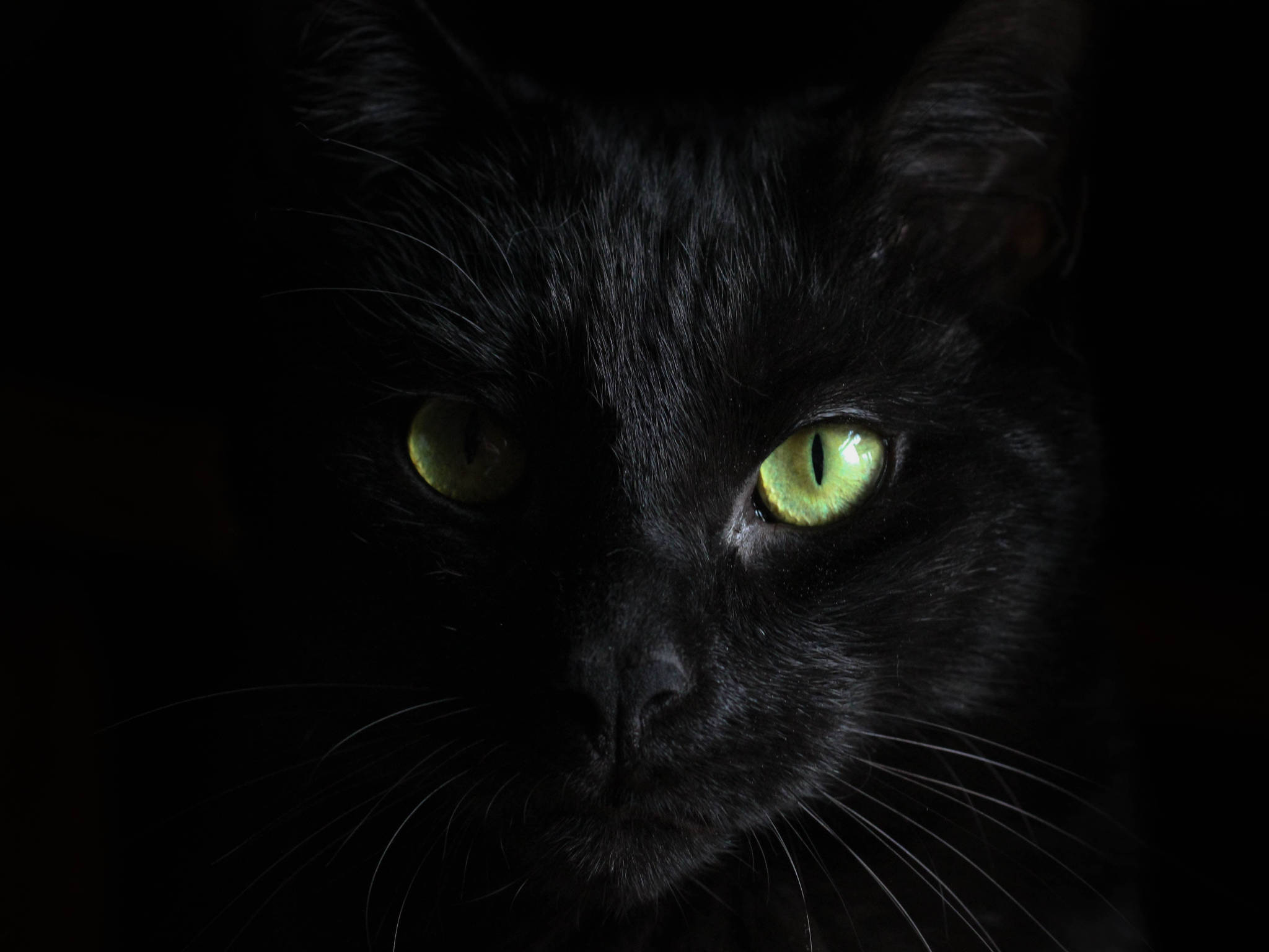 Cute Cat 桌布 壁紙 — 一隻黑貓強烈發光的綠色眼睛直視前方，背景漆黑一片。