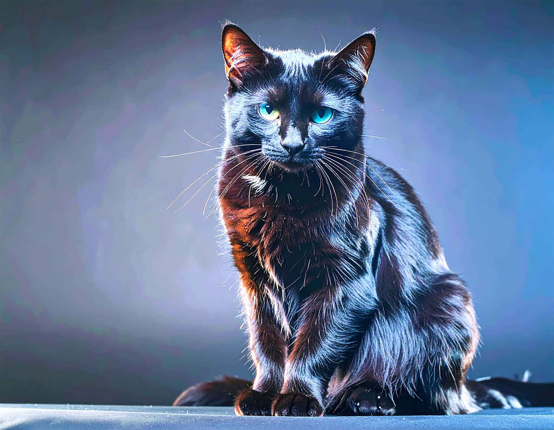 Midnight Cat 壁紙 — 一隻黑貓擁有引人注目的藍色眼睛，在漸變藍色背景前優雅地坐著，被戲劇性的工作室燈光照亮。