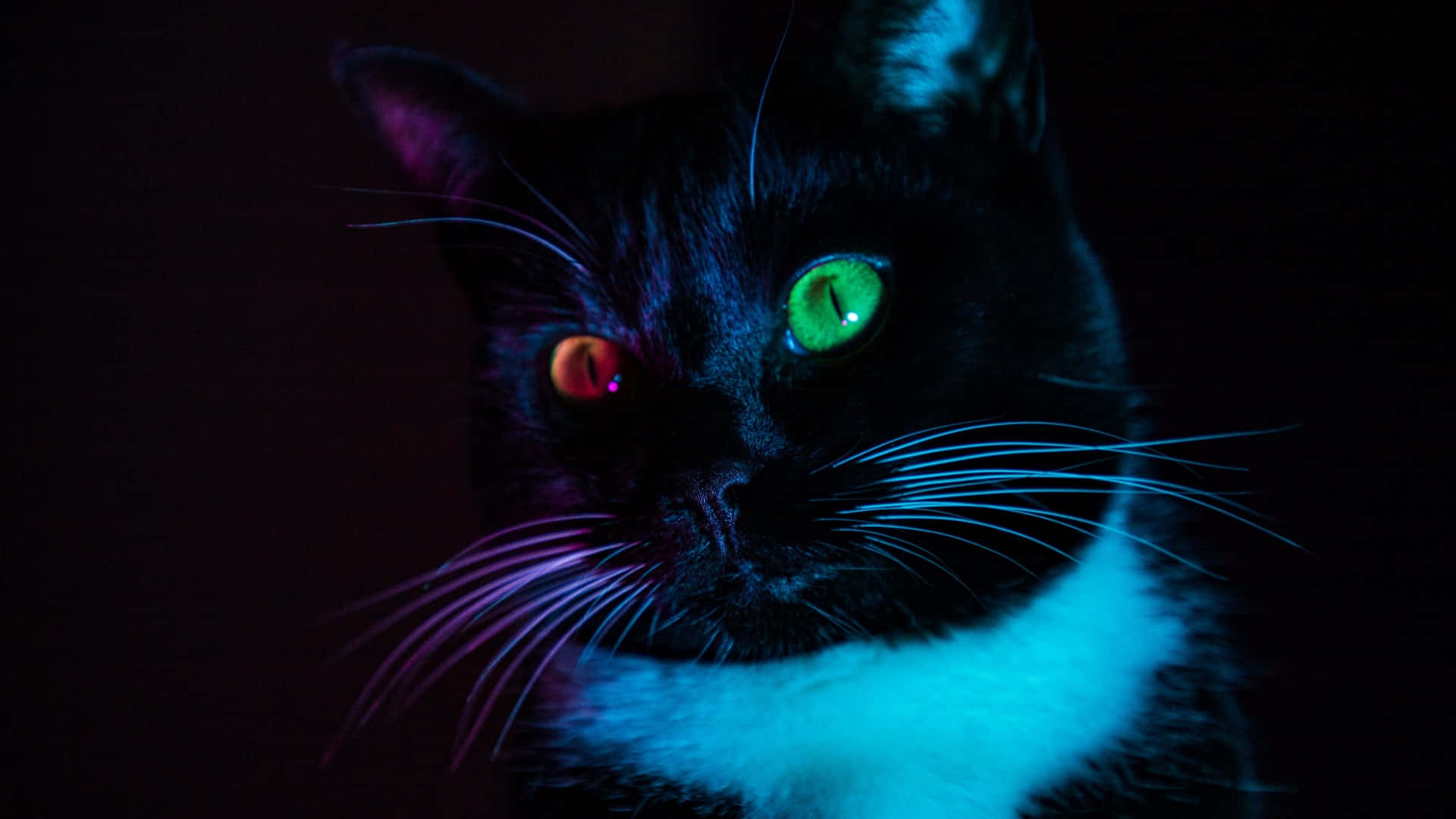 Cat Eyes 桌布 壁紙 — 一隻黑貓擁有發光的異色瞳，一綠一紅，在霓虹燈下強烈凝視。