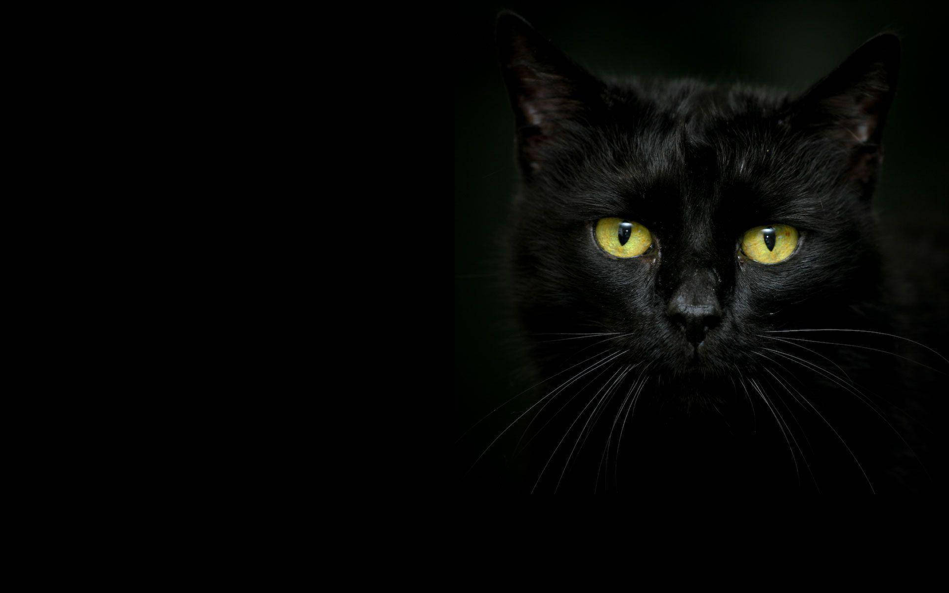 Beautiful Cats 桌布 壁紙 — 一隻黑貓擁有發光的黃色眼睛，在黑暗中強烈凝視，呈現戲劇性的特寫肖像。