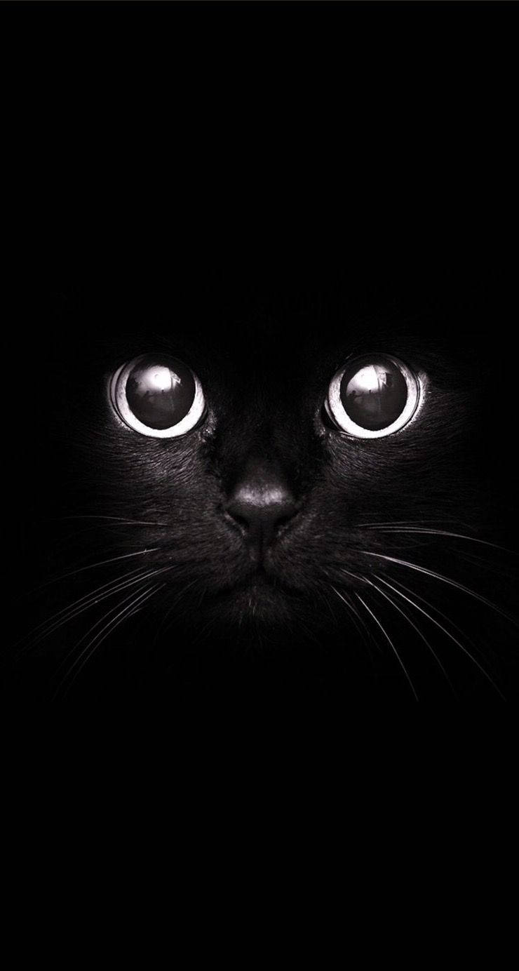 Cute Black And White 桌布 壁紙 — 一隻黑貓發光的眼睛從完全黑暗中強烈凝視，營造出神秘而詭異的氛圍。