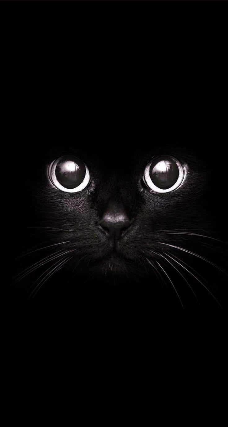 Black Cat Halloween 桌布 壁紙 — 一隻黑貓發光的眼睛從絕對黑暗中強烈凝視，營造出神秘而令人難忘的氛圍。
