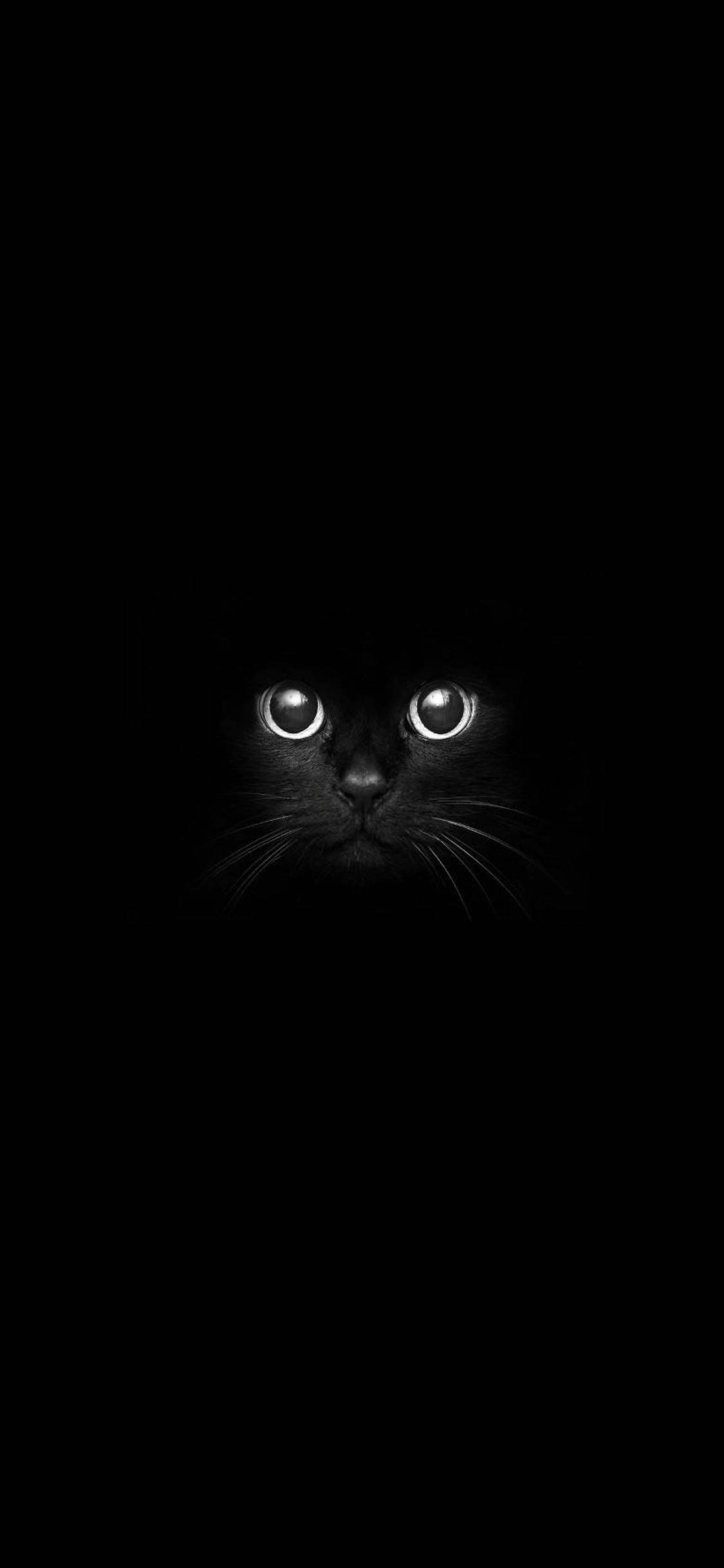 Cute Cat Love 桌布 壁紙 — 一隻黑貓發光的眼睛從絕對黑暗中窺視，營造出詭異而神秘的氛圍。