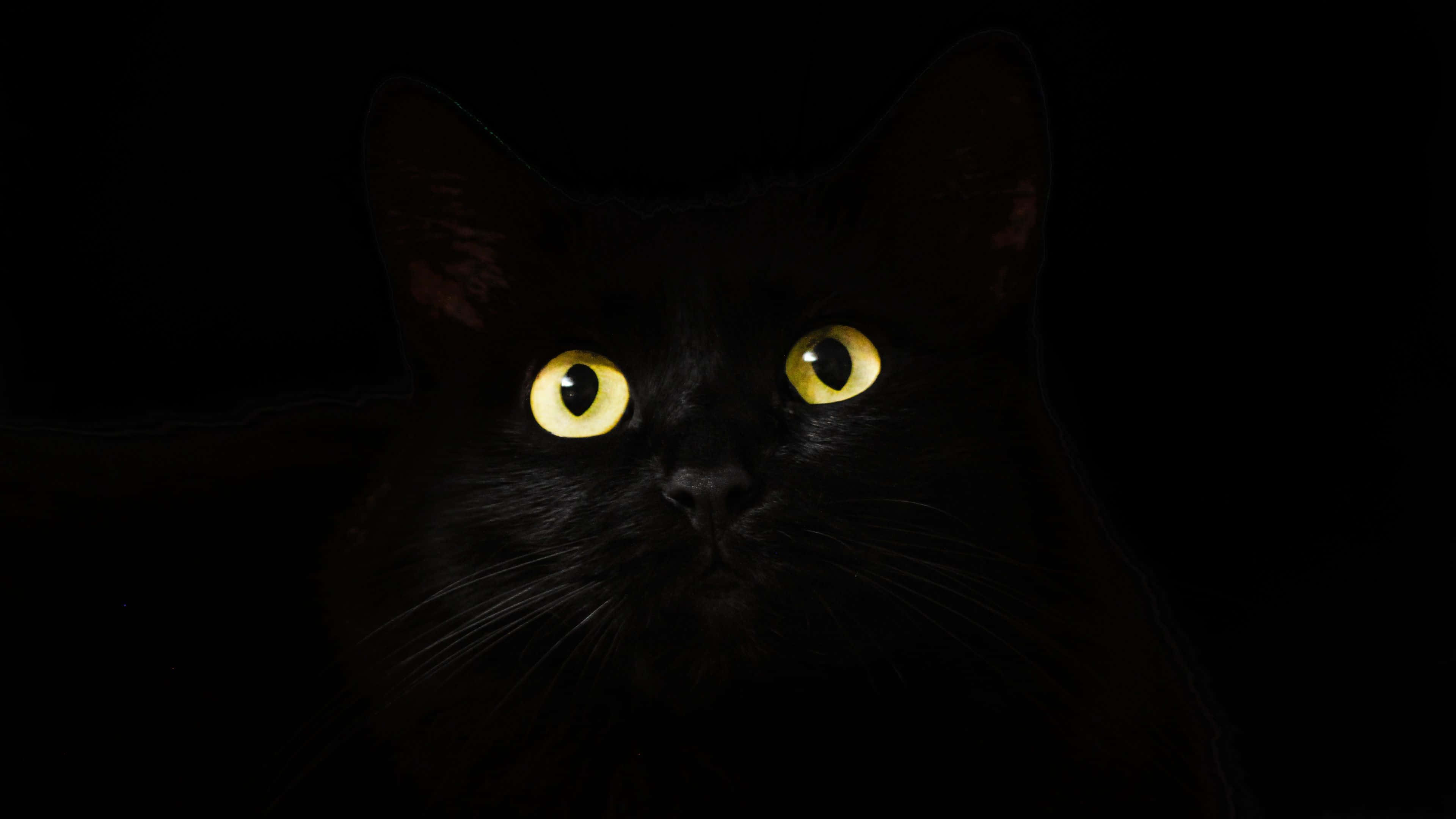 Cat Eyes 桌布 壁紙 — 一隻黑貓發光的黃色眼睛在完全黑暗中強烈凝視，營造出神秘而詭異的氛圍。